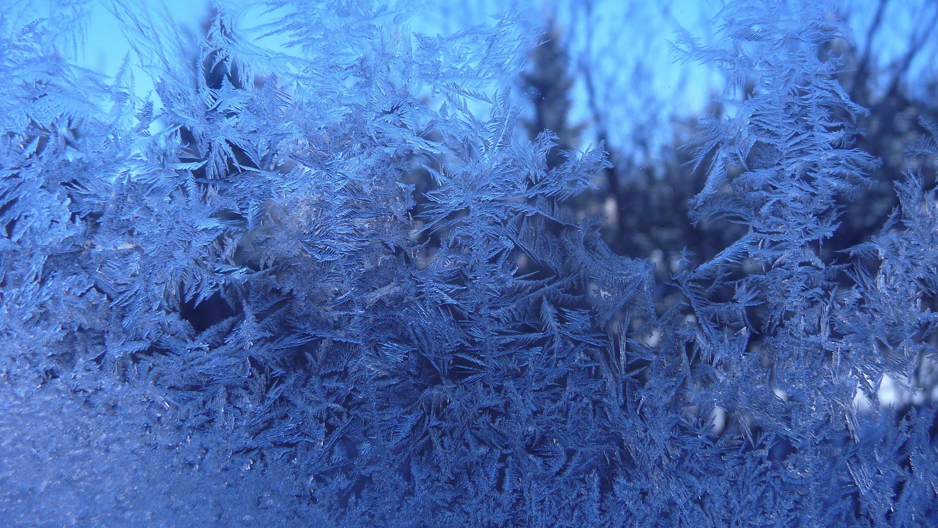 plant, day, nature, tranquility, winter, backgrounds, close-up, frost, ice, cold temperature, wide hd frosted glass, outdoors, 4K, beauty in nature, tree, HD Wallpaper