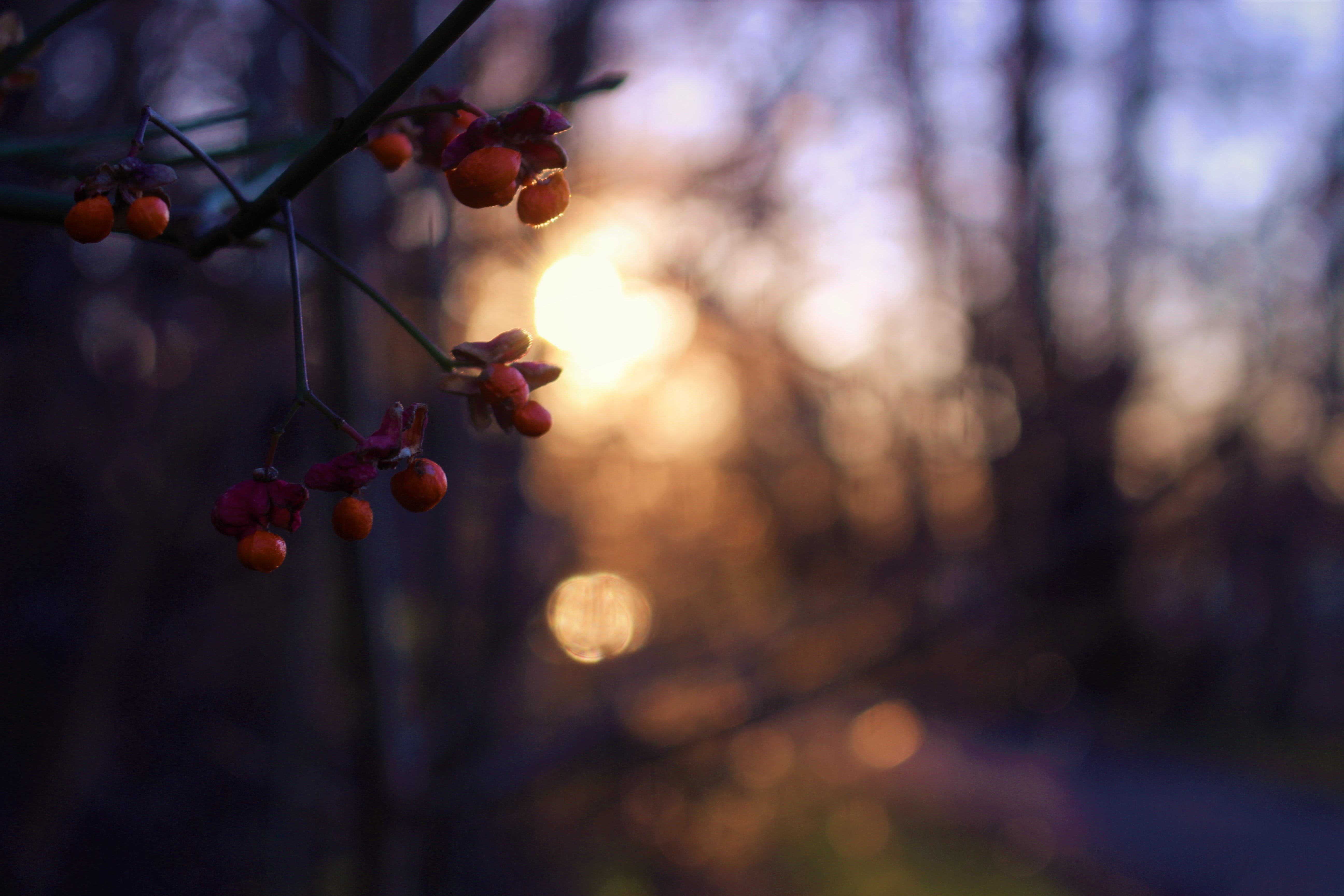 fruit, round, growth, plant, berry fruit, healthy eating, 5K, fruits, outdoors, ripe, sunlight, red, no people, food and drink, rowanberry, food, nature, HD Wallpaper