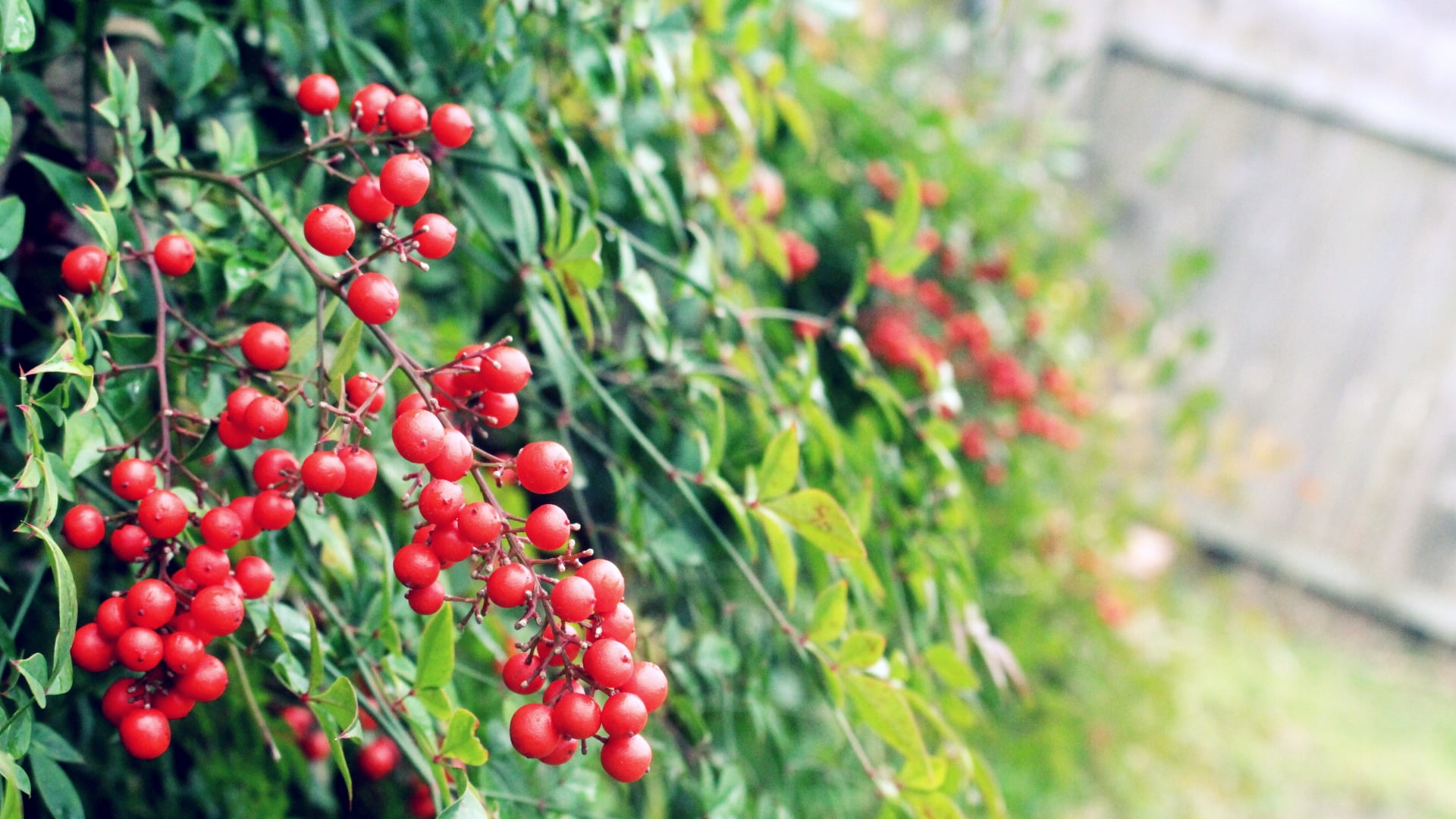 freshness, nature, beauty in nature, outdoors, close-up, selective focus, tree, macro, plant, rowanberry, fruit, berries, plants, ripe, green, green color, HD Wallpaper