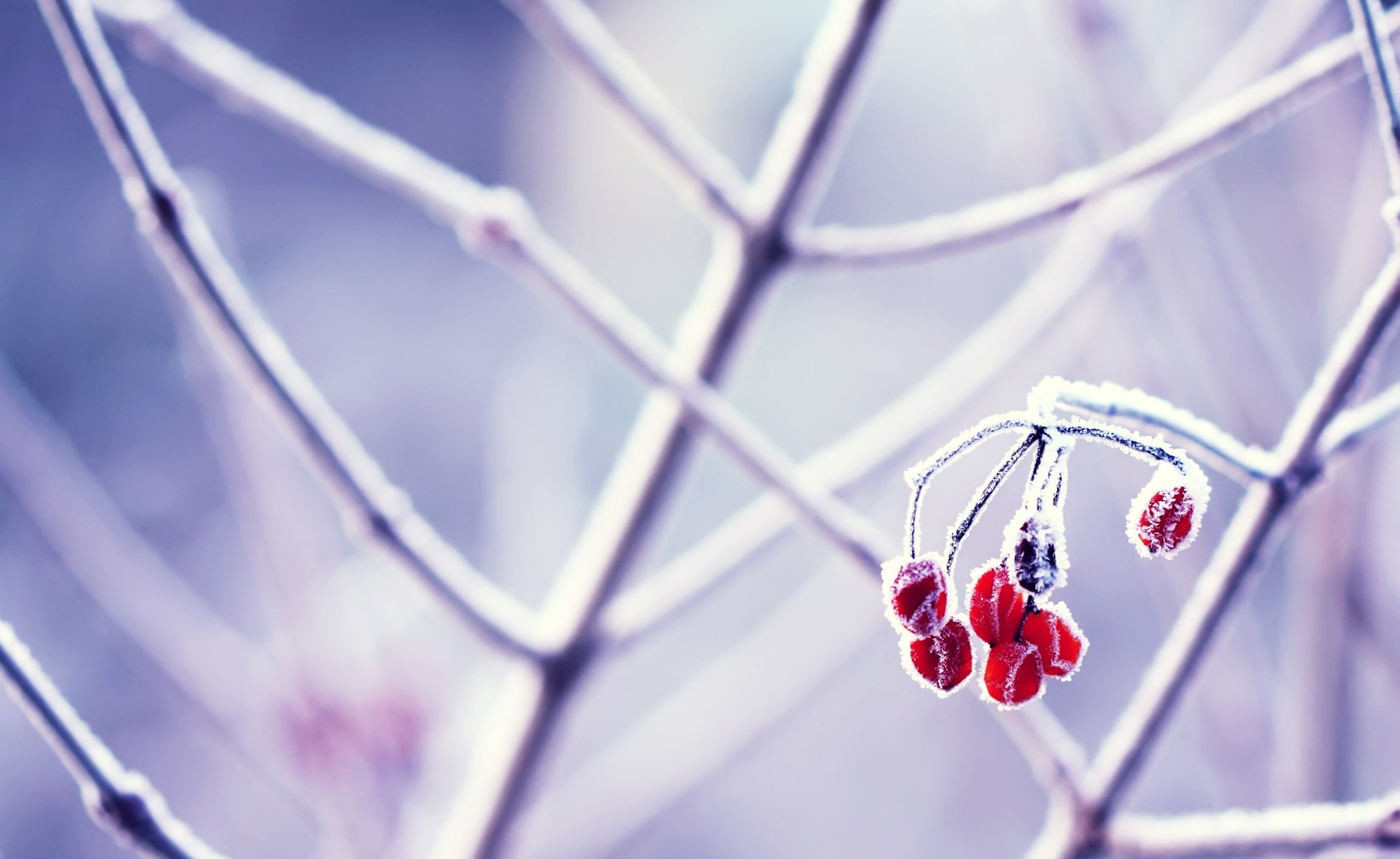 frost, food and drink, fragility, growth, gemstone, silver, close-up, healthy eating, flowering plant, plants, food, selective focus, necklace, beauty in nature, HD Wallpaper