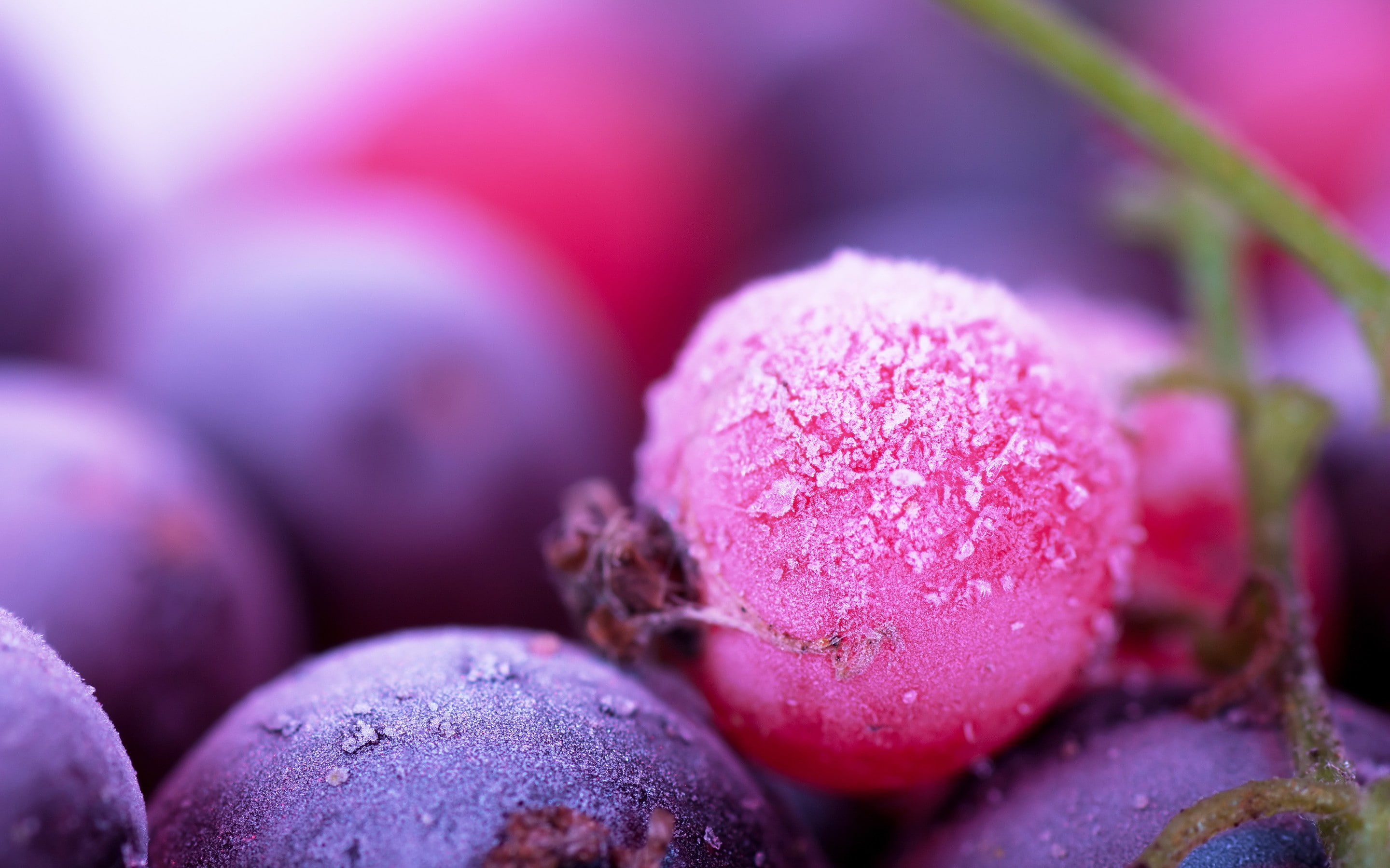 fruit, 2K, macro, plants, berries, HD Wallpaper
