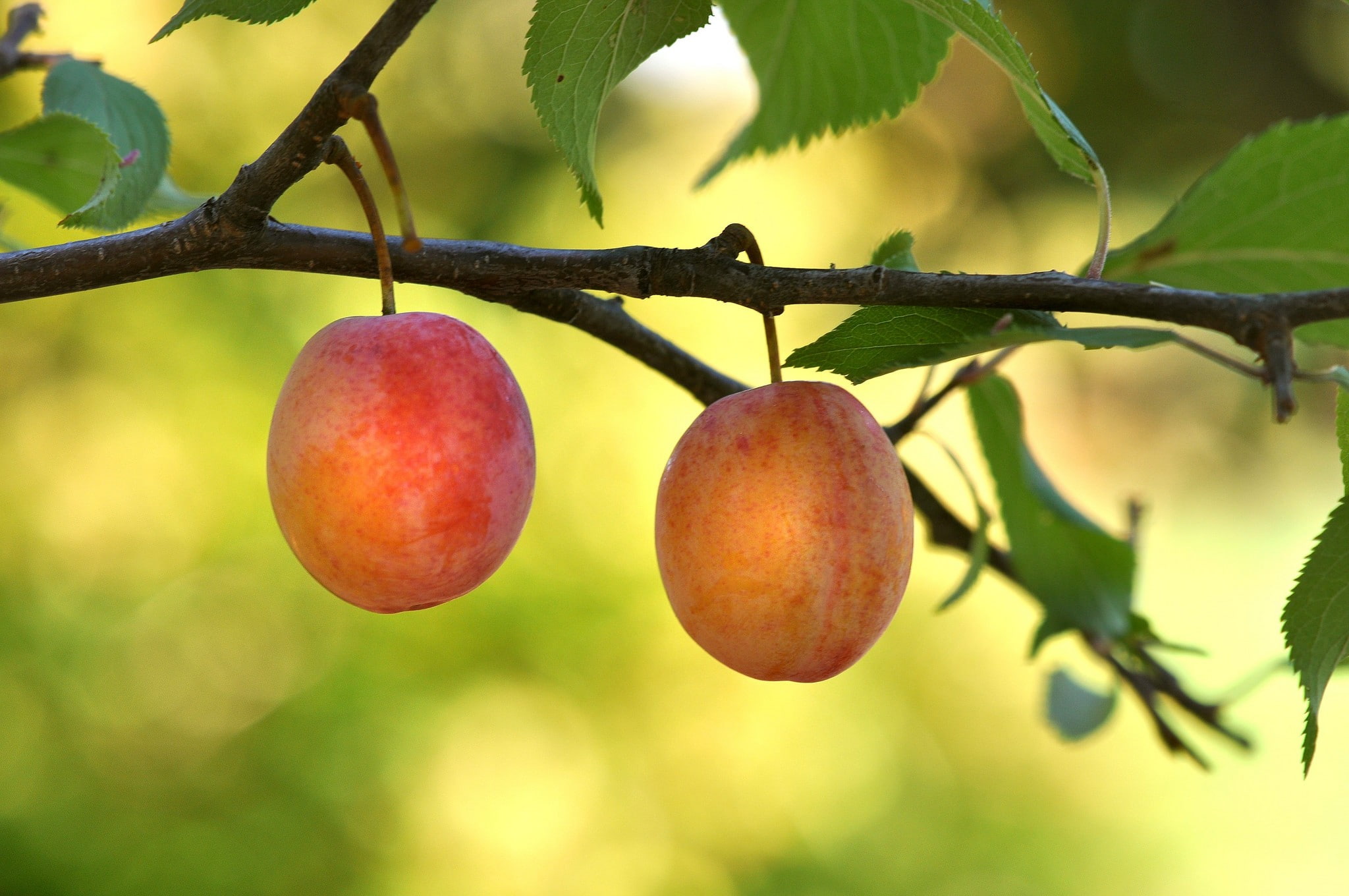1080P, leaf, freshness, nature, plant, growth, focus on foreground, ripe, apple - fruit, close-up, food and drink, no people, red, tree, branch, plant part, HD Wallpaper