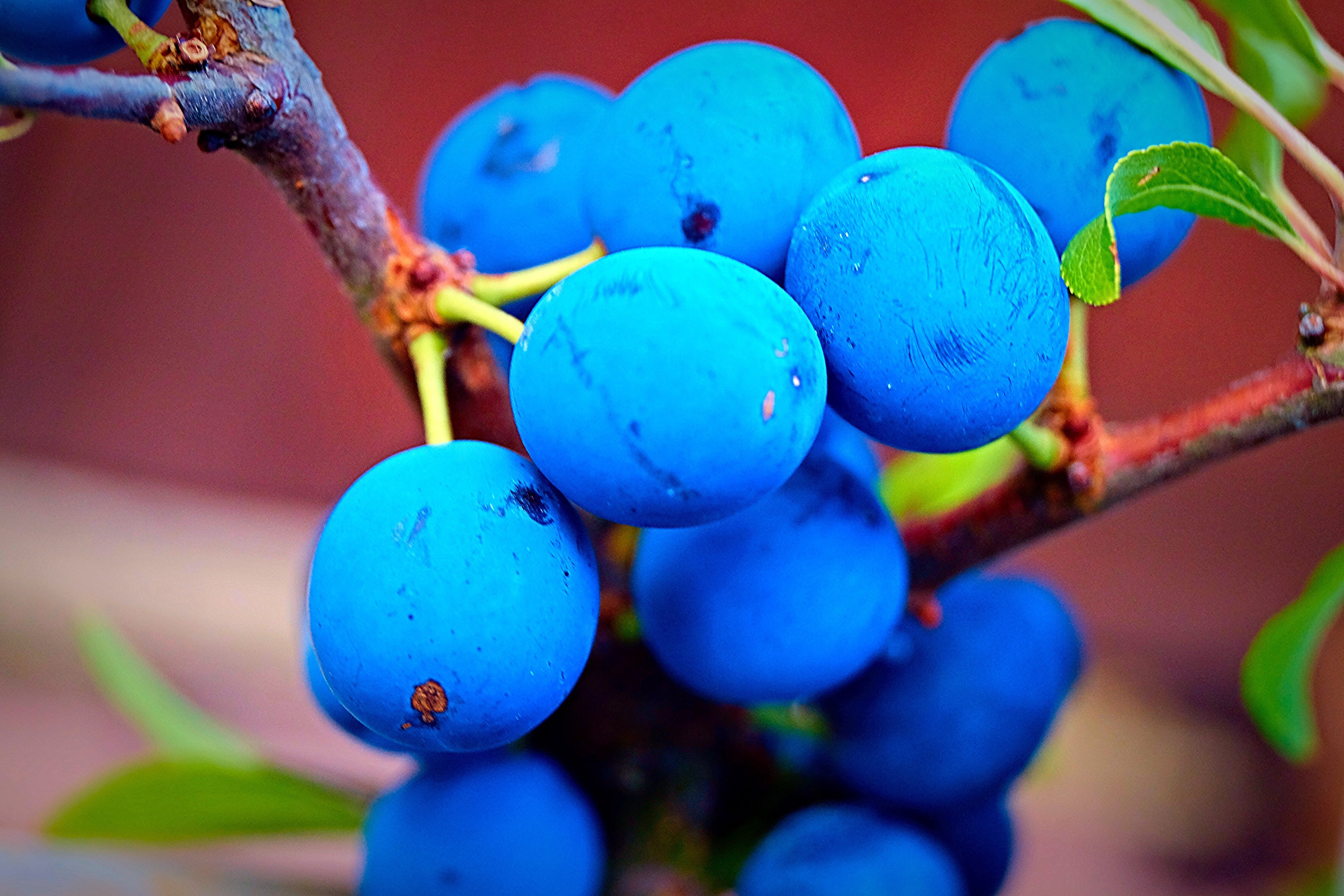 wow, 4K, Berries, berry, fruit, round, fruits, IMG, blue, nature, green  blue, Sloe, photography, Sloes, Blackthorn, HD Wallpaper