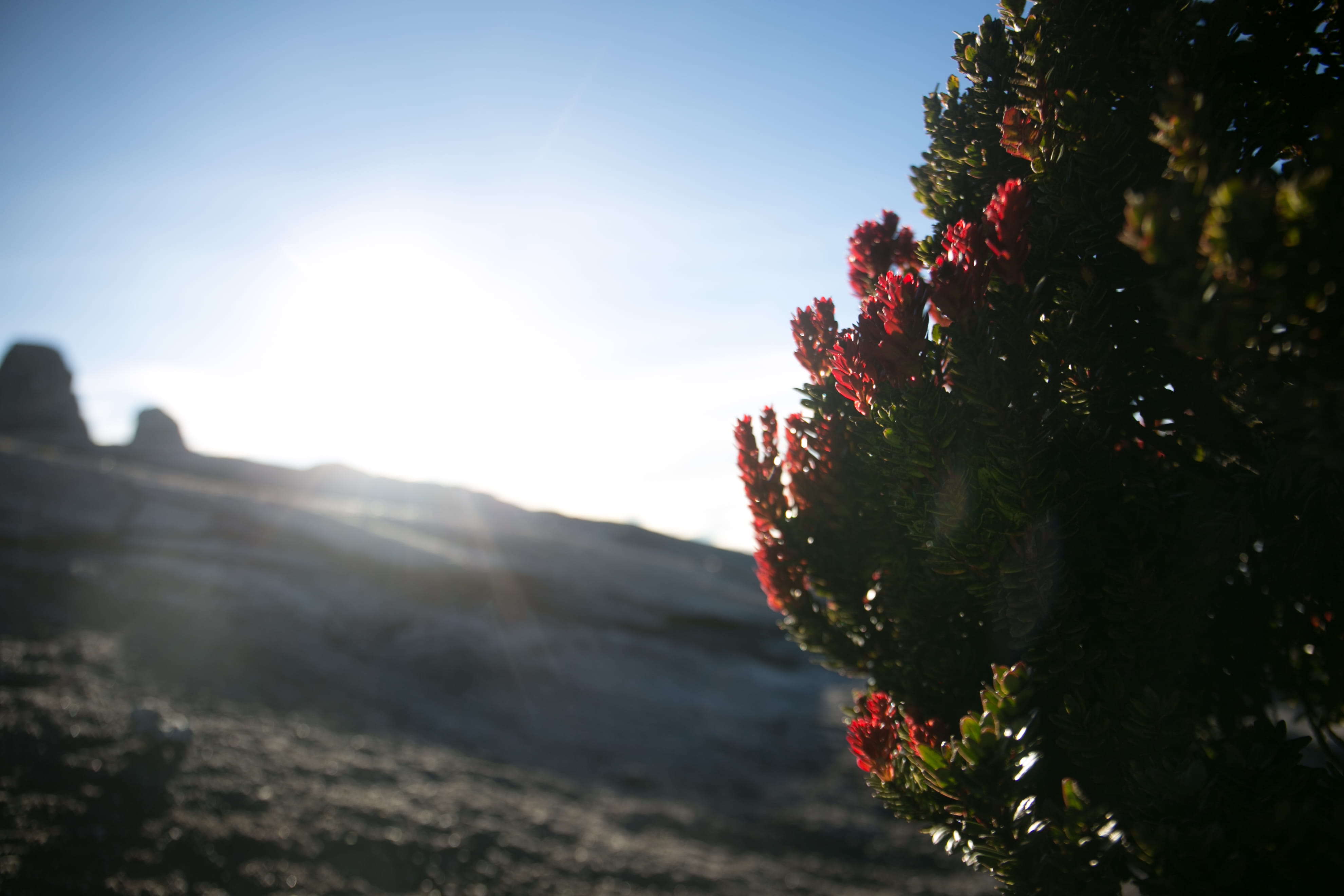 beauty in nature, red, no people, flower, flowering plant, mount kinabalu, close-up, tree, malaysia, alpine, selective focus, sunlight, sunbeam, plant, HD Wallpaper