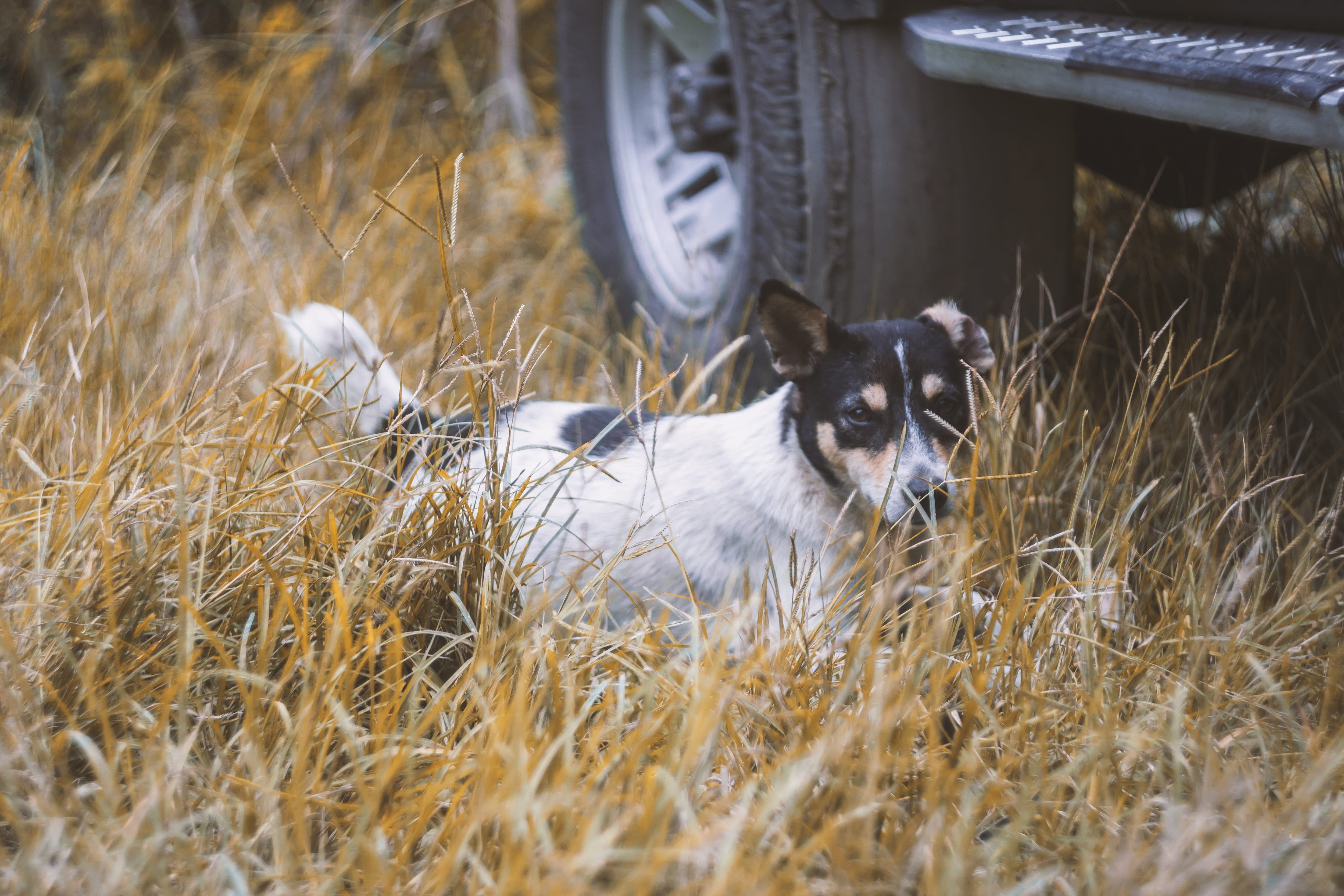 helios44, 4K, looking at camera, sabah, one animal, borneo, grass, border collie, plant, no people, animal themes, papar, land, domestic animals, day, HD Wallpaper