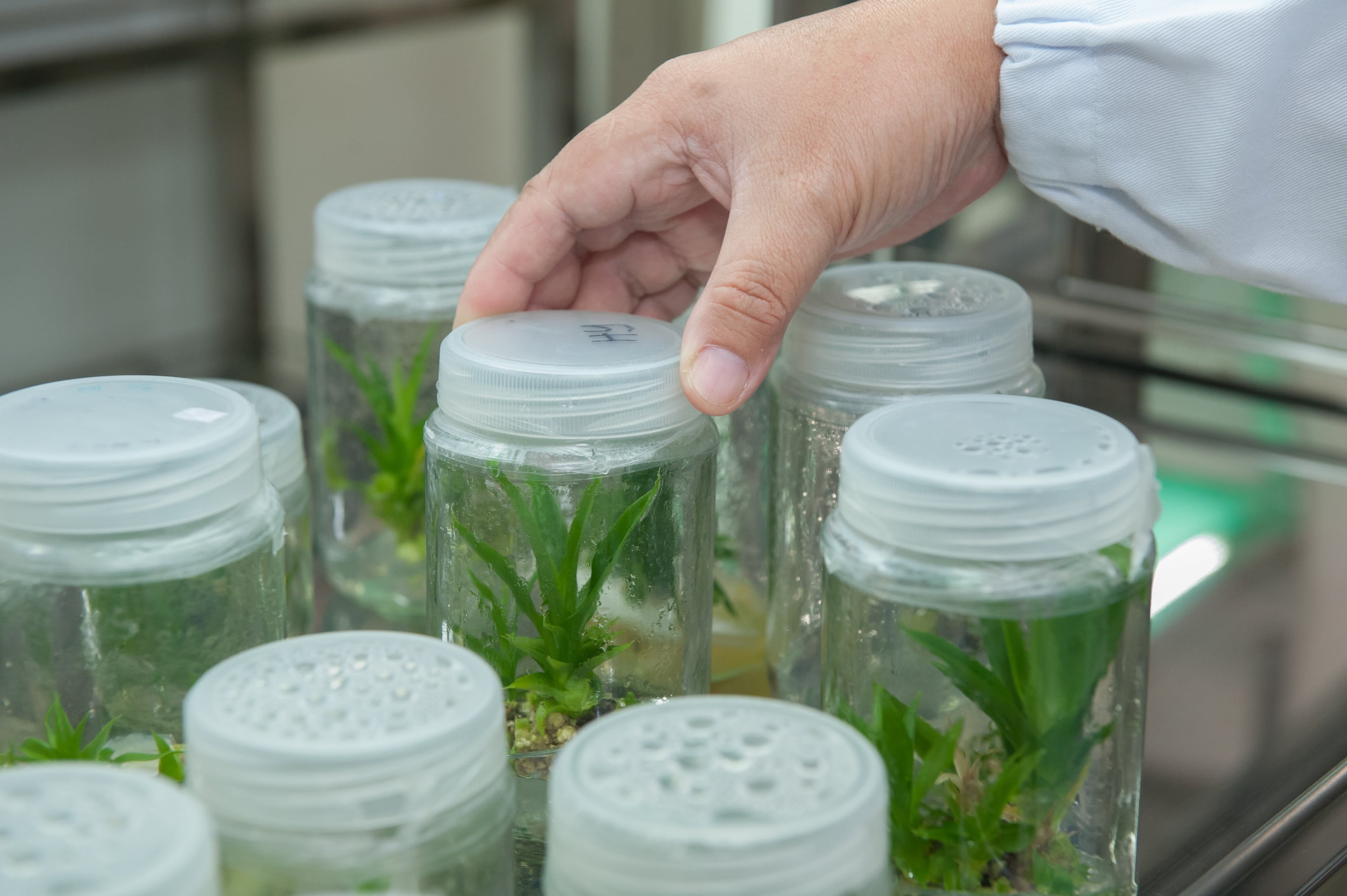 close-up, mason, universiti malaysia sabah, choice, nature, holding, plant tissue culture facility, research, hand, jar, finger, person, green color, herb, HD Wallpaper