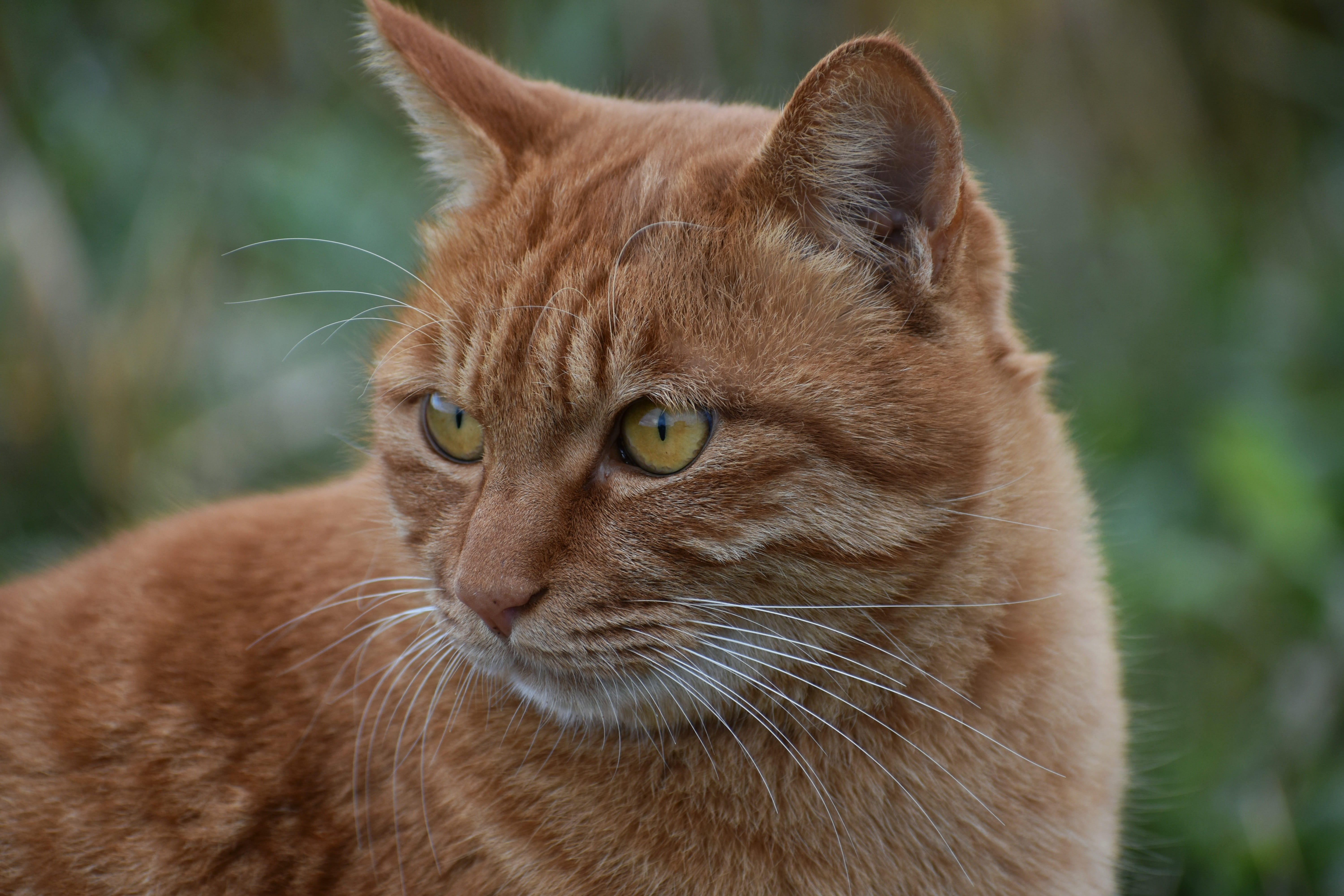 vertebrate, landscape, break, feline, focus on foreground, close-up, looking at camera, animal eye, natural, domestic, animal head, looking, cats eye, pets, HD Wallpaper