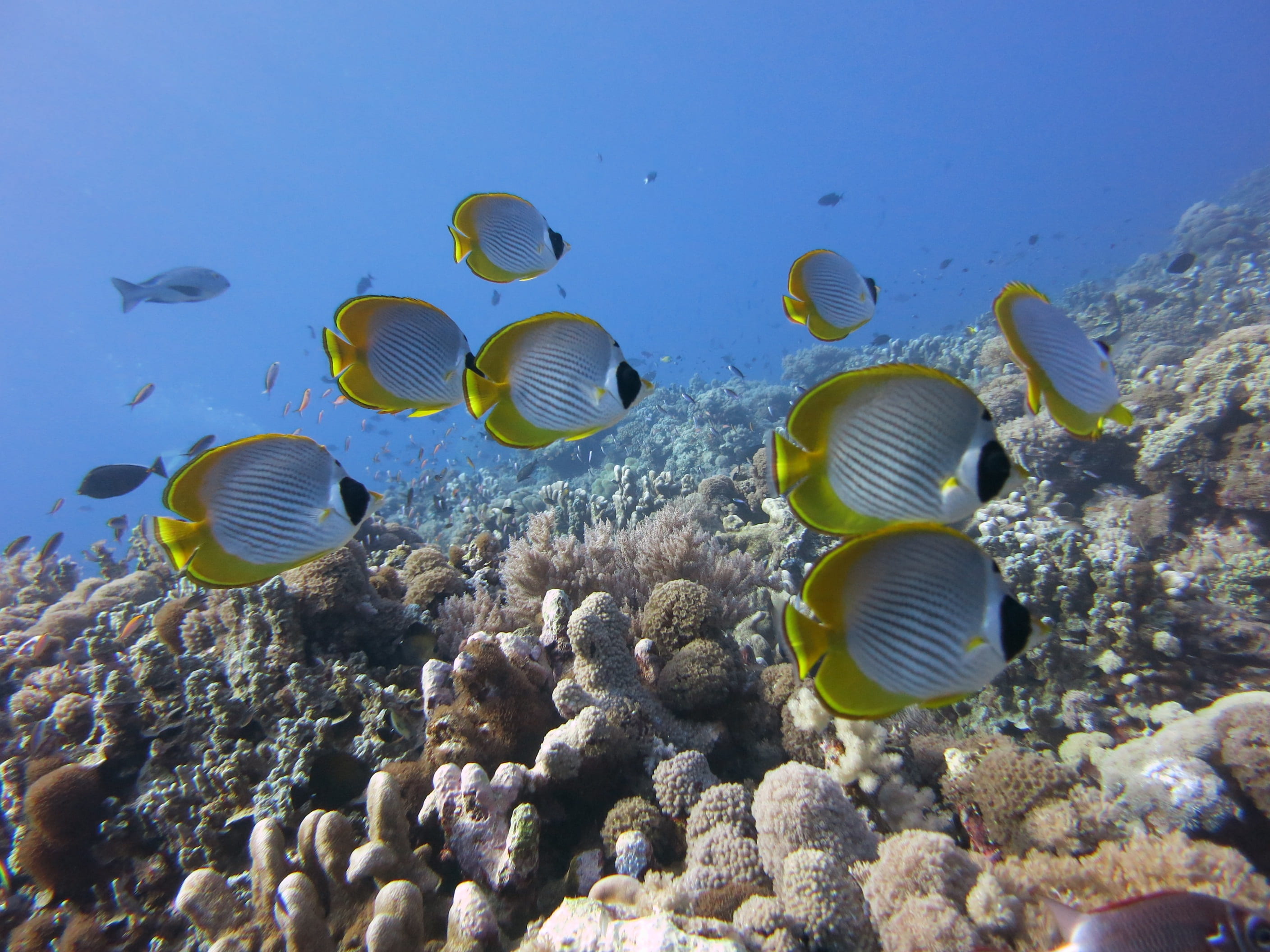 body, animal themes, panda butterflyfish, large group of animals, ocean, banded, sea, coral reef, tropics, swimming, undersea, invertebrate, sabah, 2K, HD Wallpaper