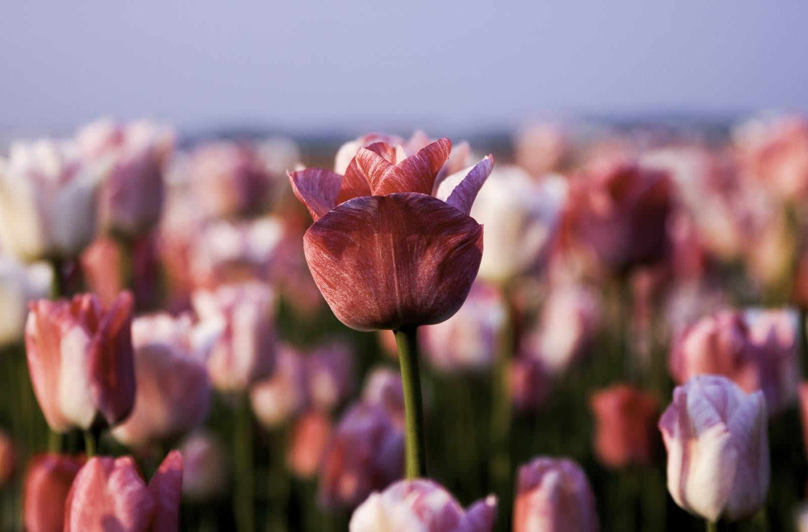 petal, bloemen, gear, tulips, plant, premium, nature, holland, nederland, bronze, springtime, pink Color, spring, 720P, natuur, lightroom, silver, field, HD Wallpaper