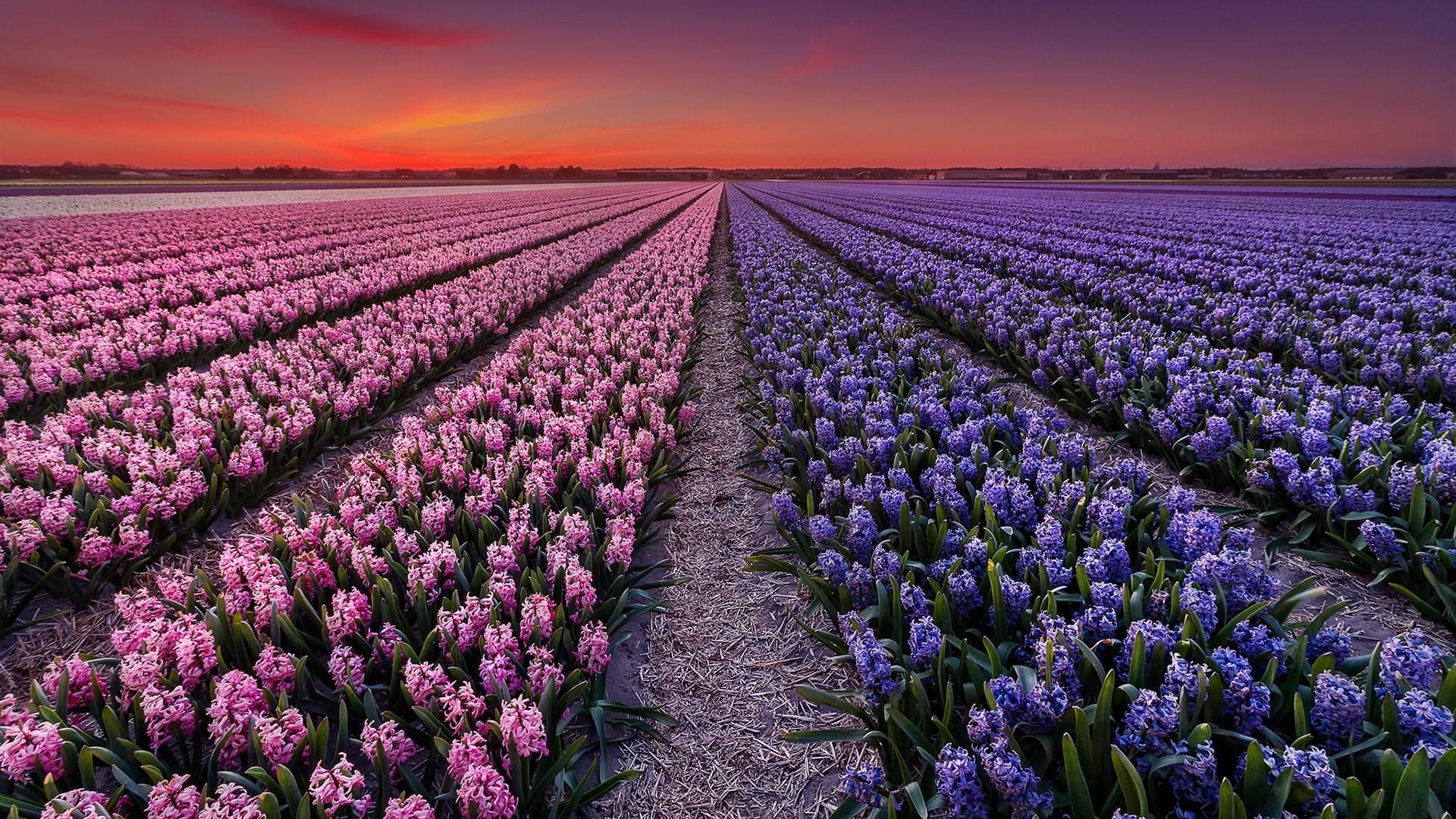 sky, hyacinth field, landscape, lavender, outdoors, nature, growth, lisse, netherlands, hyacinth farm, land, romantic sky, agriculture, hyacinth, farm, HD Wallpaper