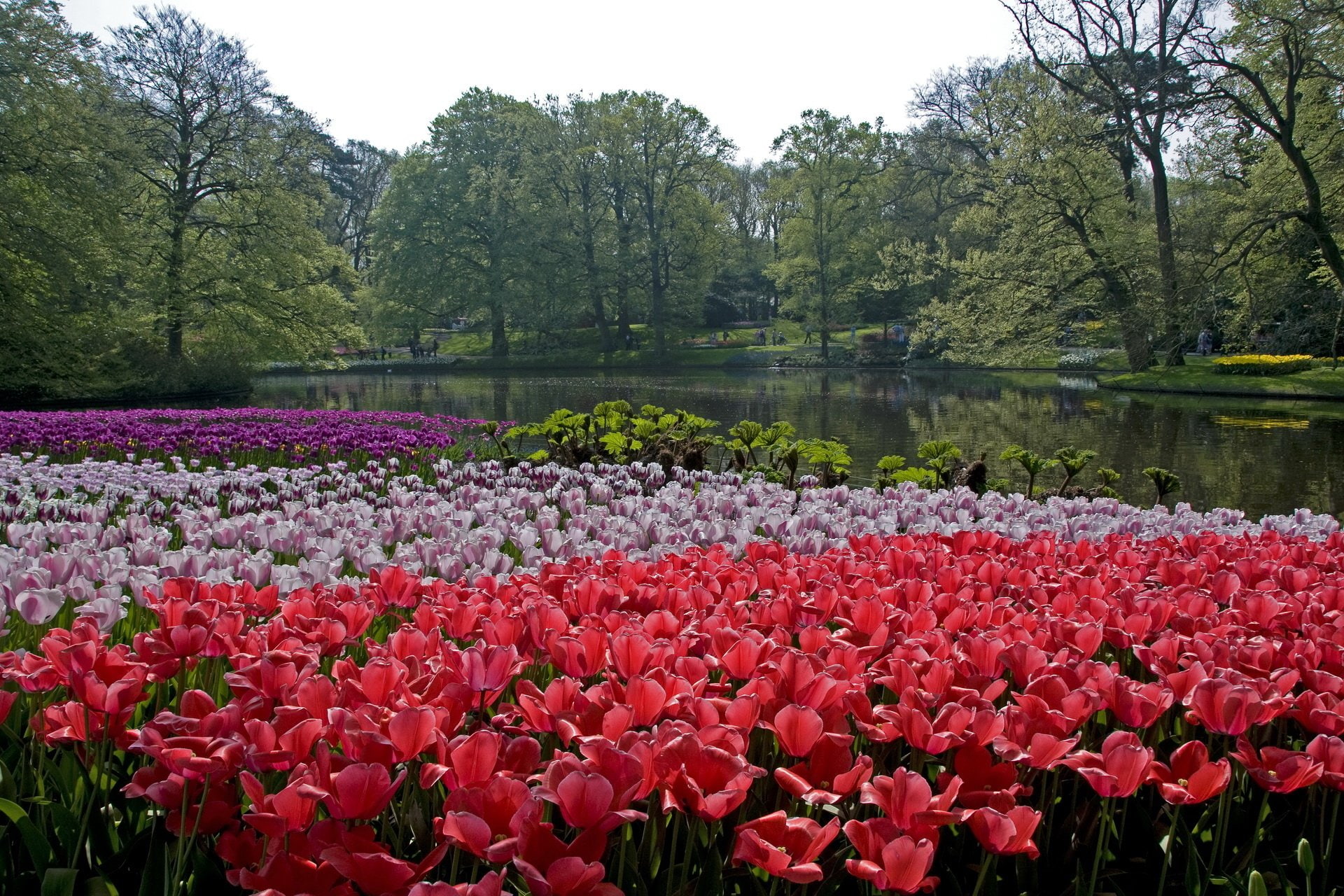 Lisse, Park, Kukenhof Gardens, 1080P, Photography, Flower, Netherlands, HD Wallpaper