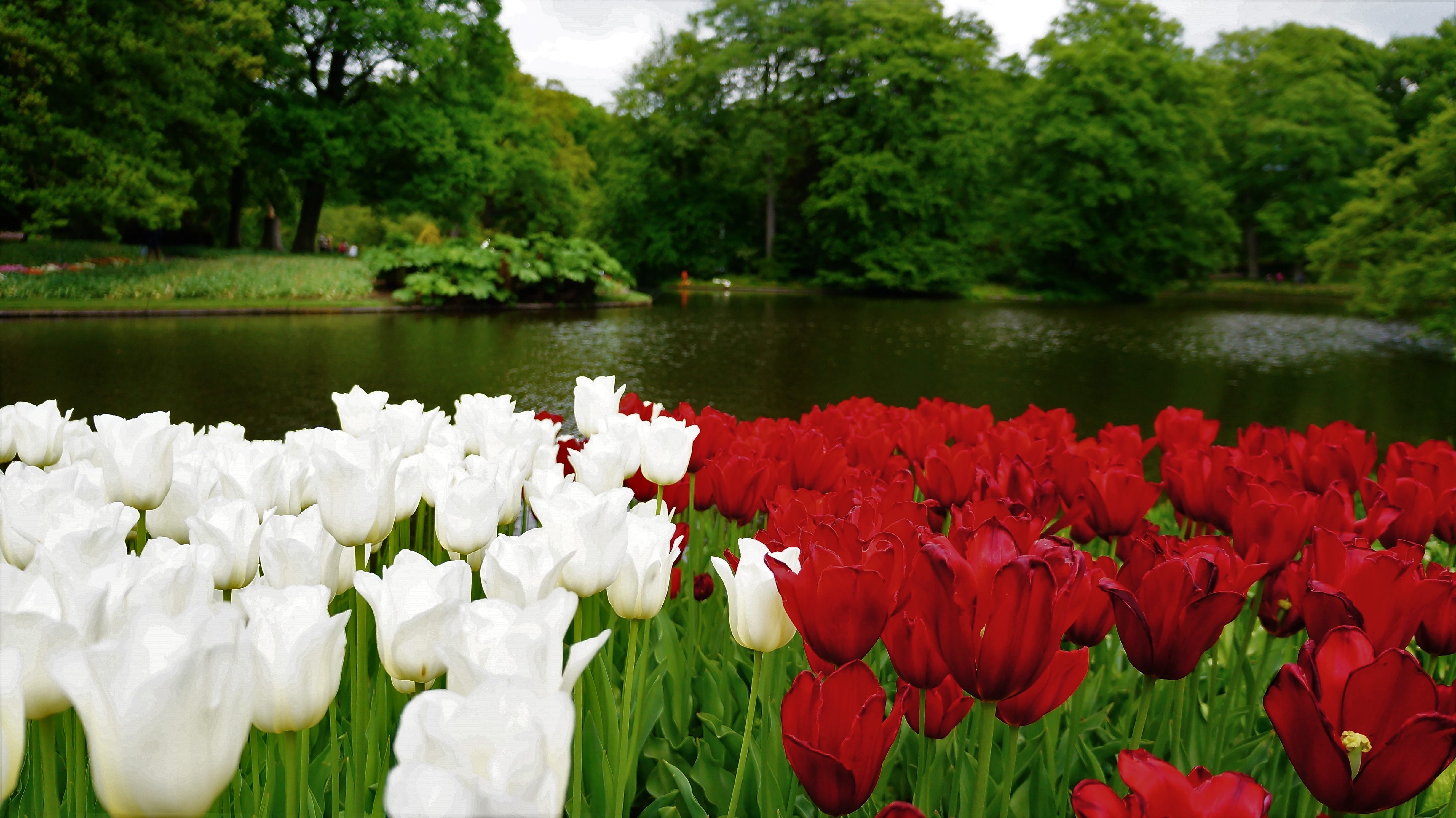 fragility, day, red, tulips, plant, tree, floral, spring, lisse, flowering plant, lake, outdoors, tulip, flowering, close-up, garden, flowerbed, beauty in nature, HD Wallpaper