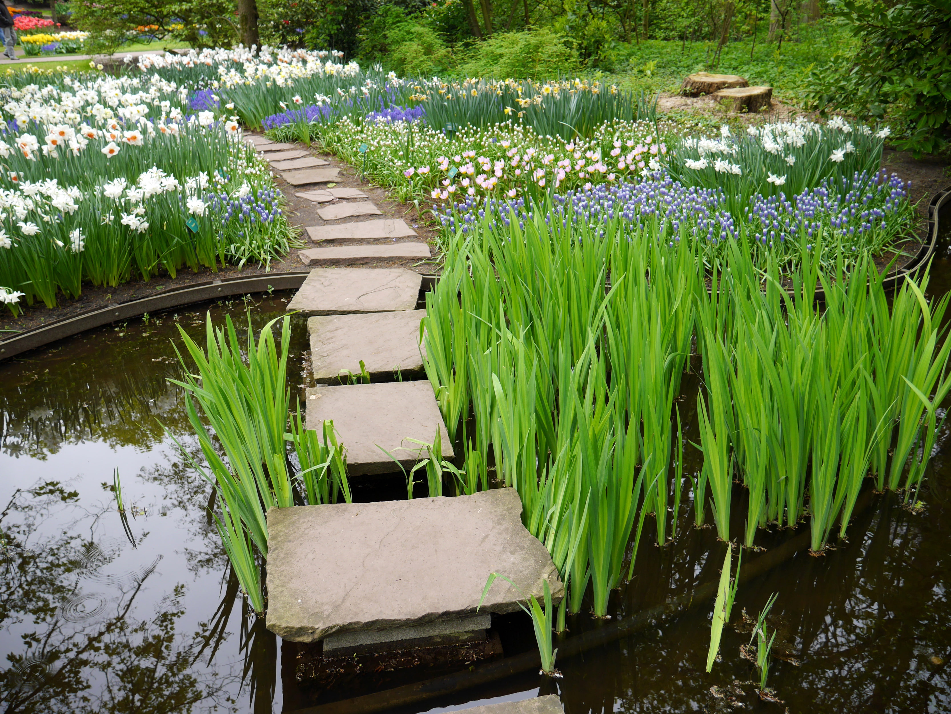 pond, Lisse, Keukenhof, Park, Netherlands, flowers, daffodils, the reeds, 2K, HD Wallpaper