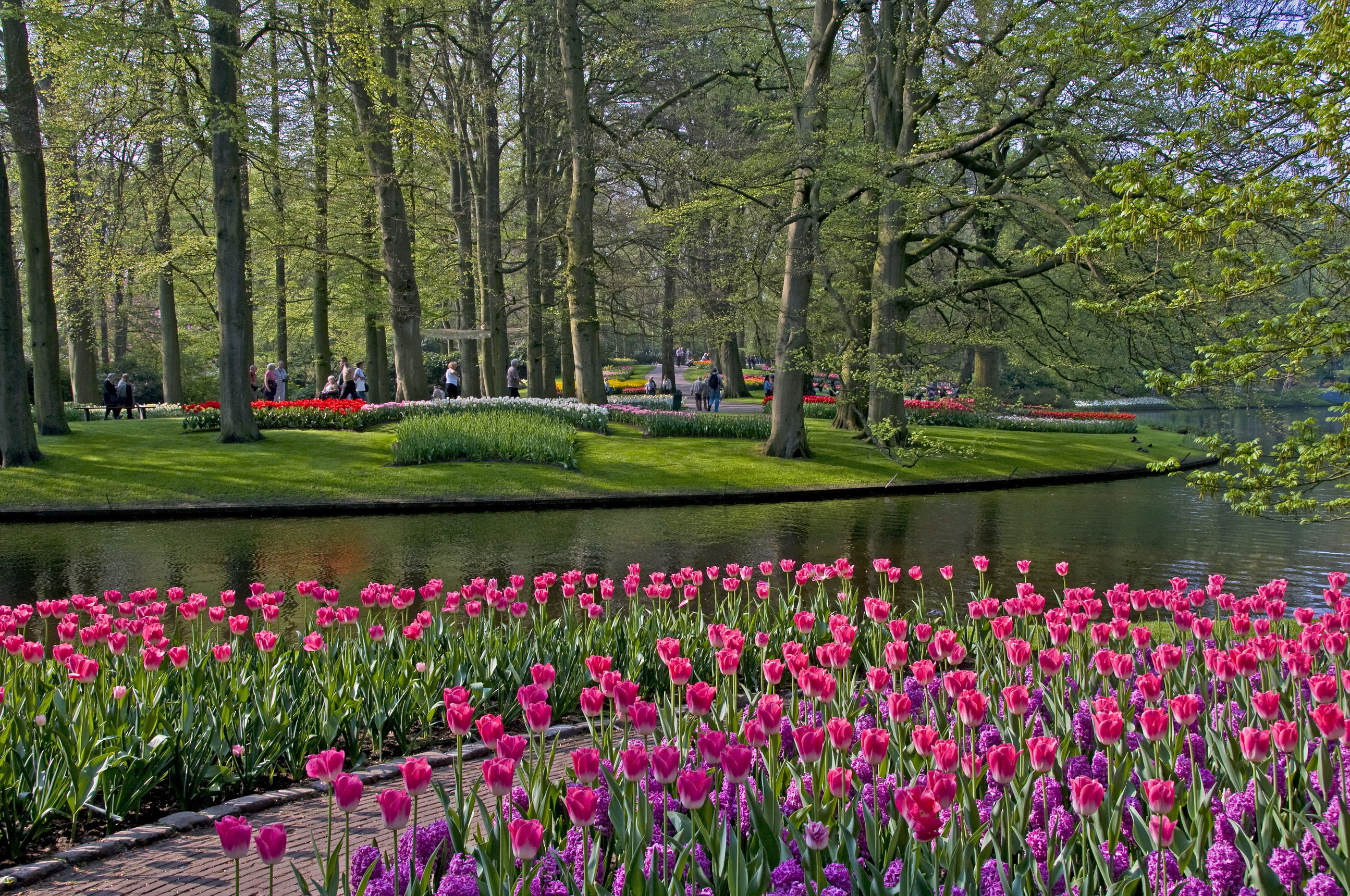 outdoors, 2K, Park, pond, nature, growth, lake, tulip, grass, Netherlands, no people, beauty in nature, flowering plant, flower, scenics - nature, pink color, HD Wallpaper