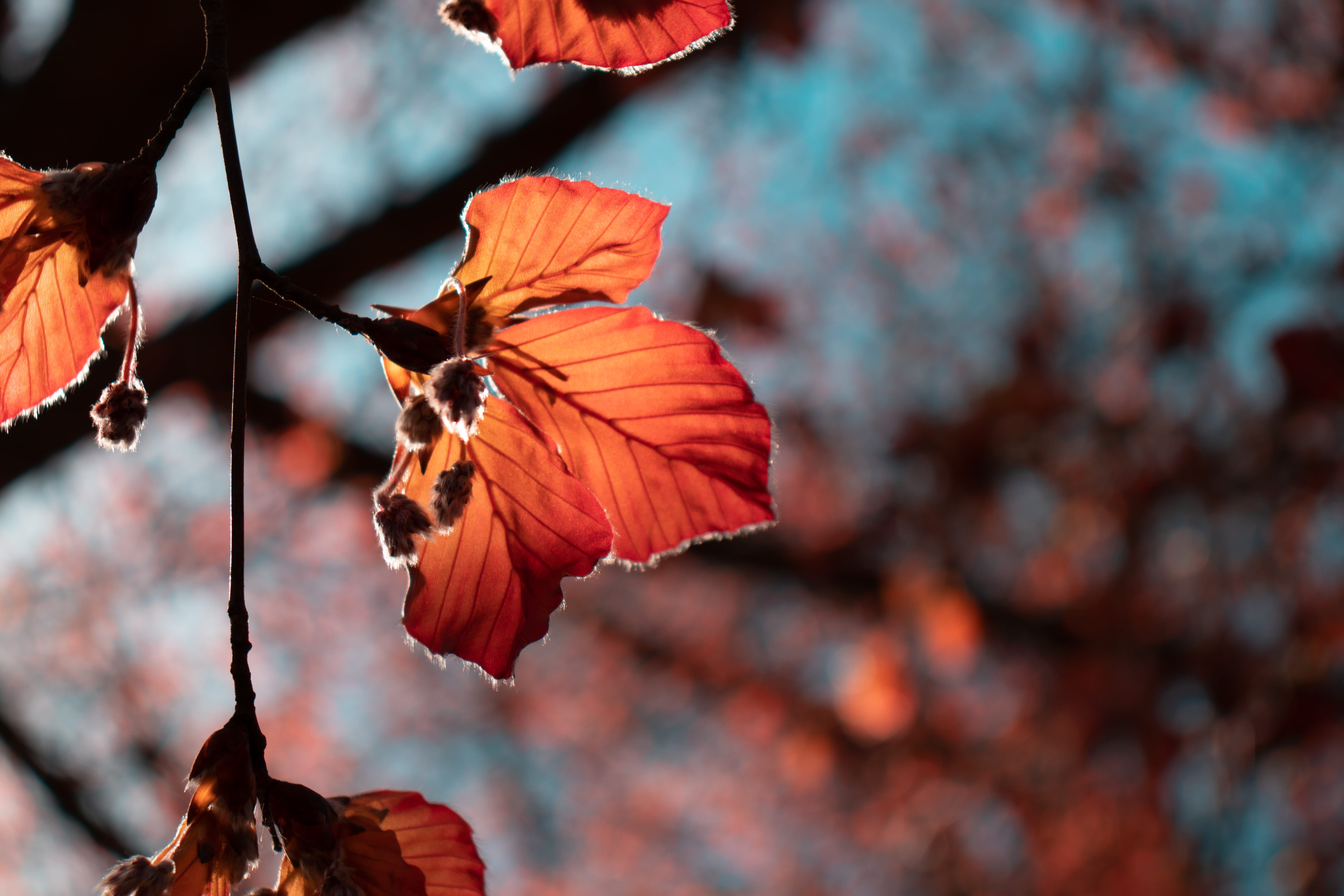 flower head, leaf, fragility, outdoors, red, change, plant, yellow, blue, netherlands, day, natural condition, lifestyle, amsterdam, beauty in nature, leaves, HD Wallpaper