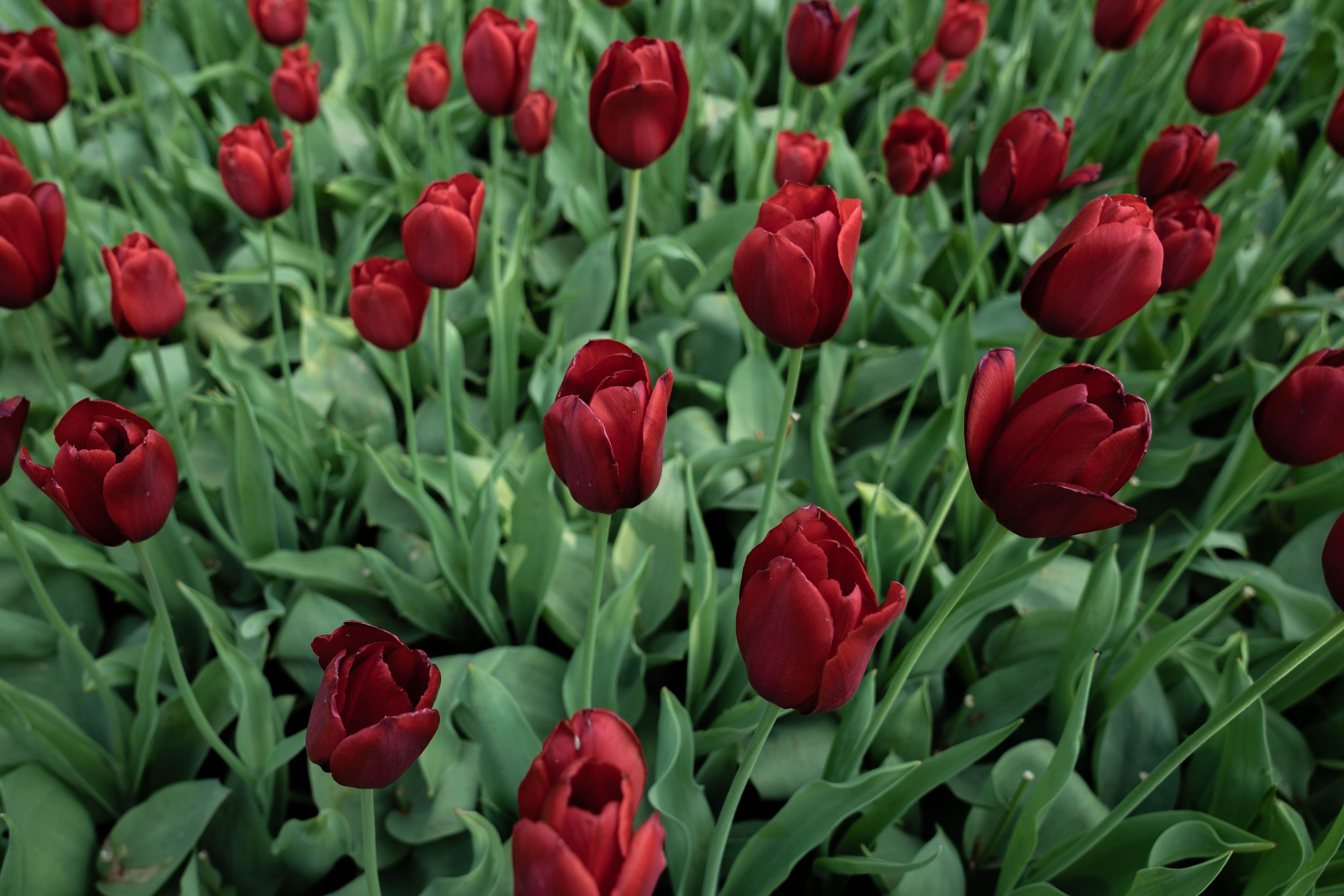 flowering plant, nature, beauty in nature, land, no people, flowerbed, fragility, green color, red, growth, keukenhofdreef, close-up, lisse, leaf, backgrounds, HD Wallpaper