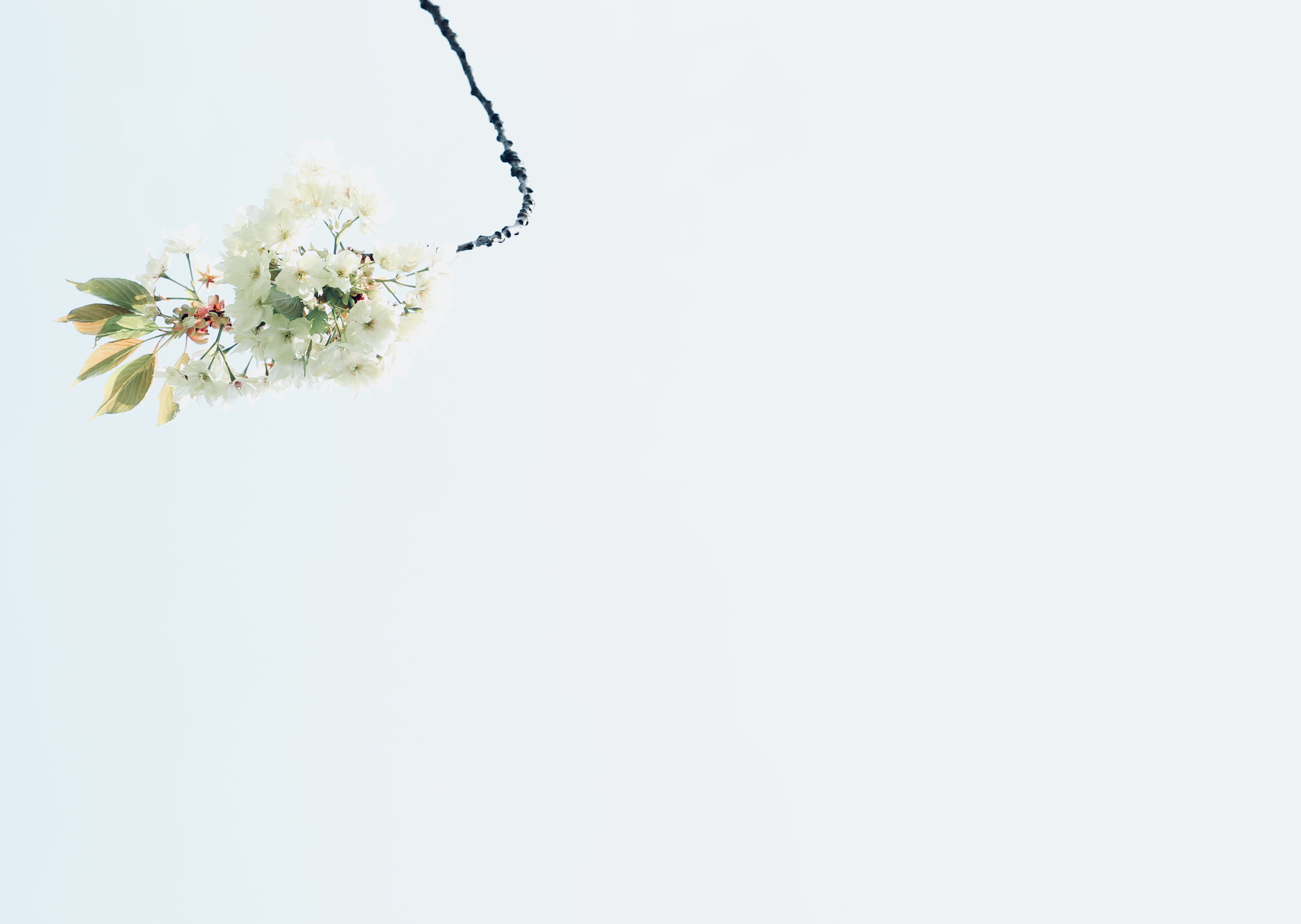 growth, green, holland, keukenhof, beauty in nature, fragility, indoors, freshness, cherry blossom, florals, blossoms, flowering plant, background, HD Wallpaper