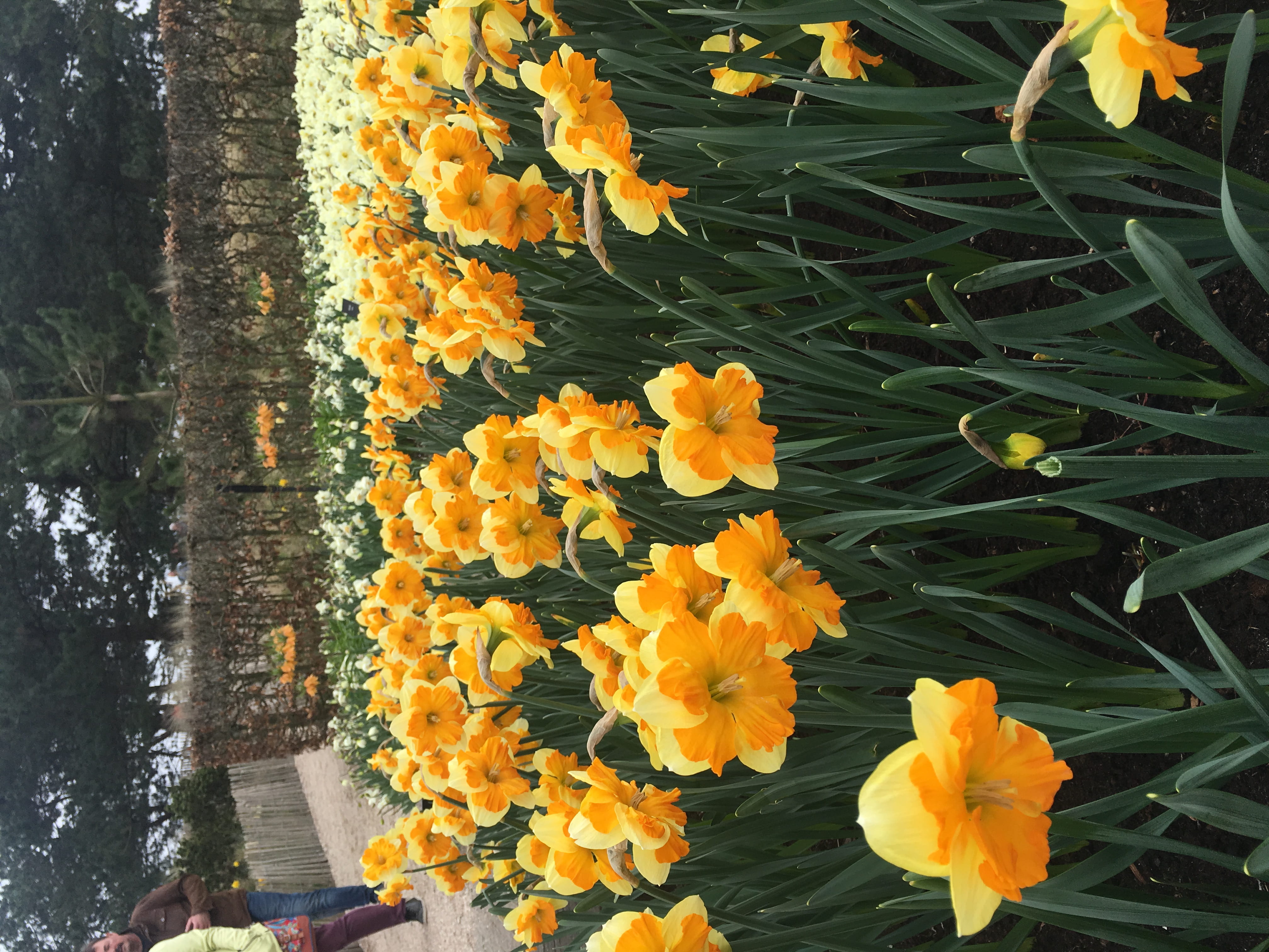 4K, no people, flower, nature, flowering plant, inflorescence, netherlands, beauty in nature, outdoors, plant, yellow, keukenhof, close-up, lisse, orange color, HD Wallpaper