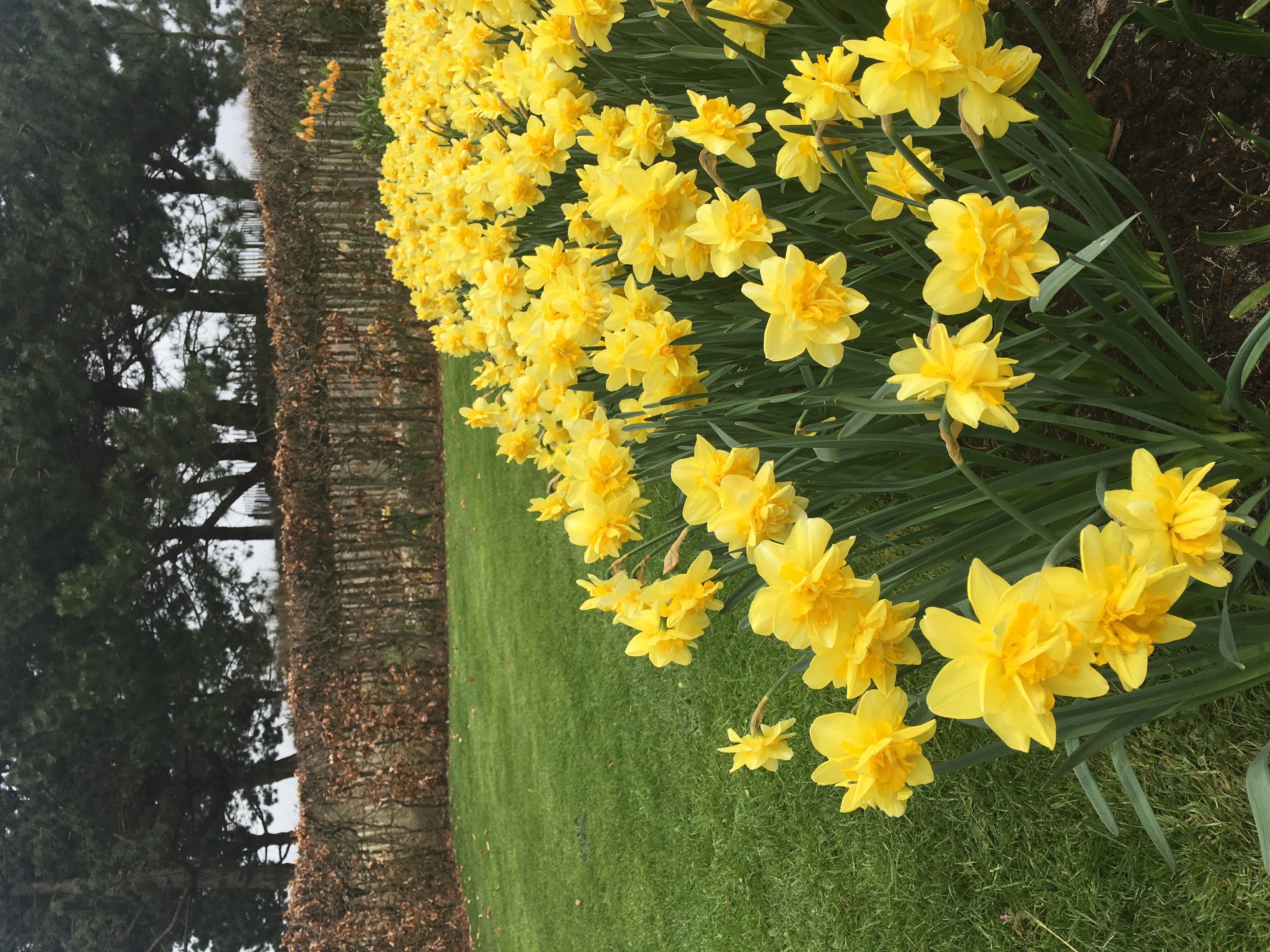 vulnerability, tree, growth, land, no people, flowering plant, flower head, lisse, freshness, petal, keukenhof, yellow, flower, day, close-up, netherlands, HD Wallpaper