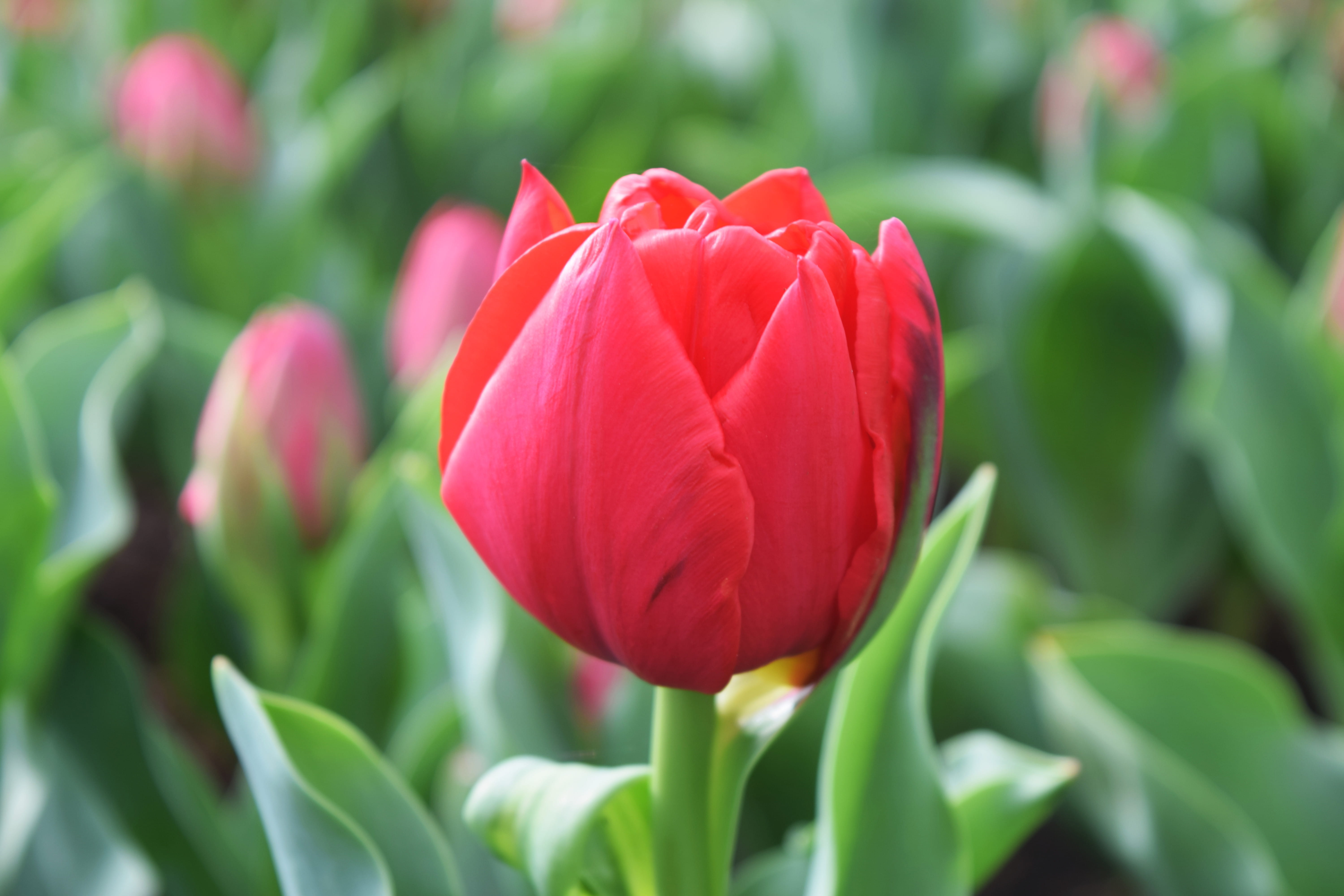 leaf, fragility, holland, gardening, dutch, flowering plant, growth, green color, close-up, flowers, vulnerability, focus on foreground, lisse, beauty in nature, HD Wallpaper