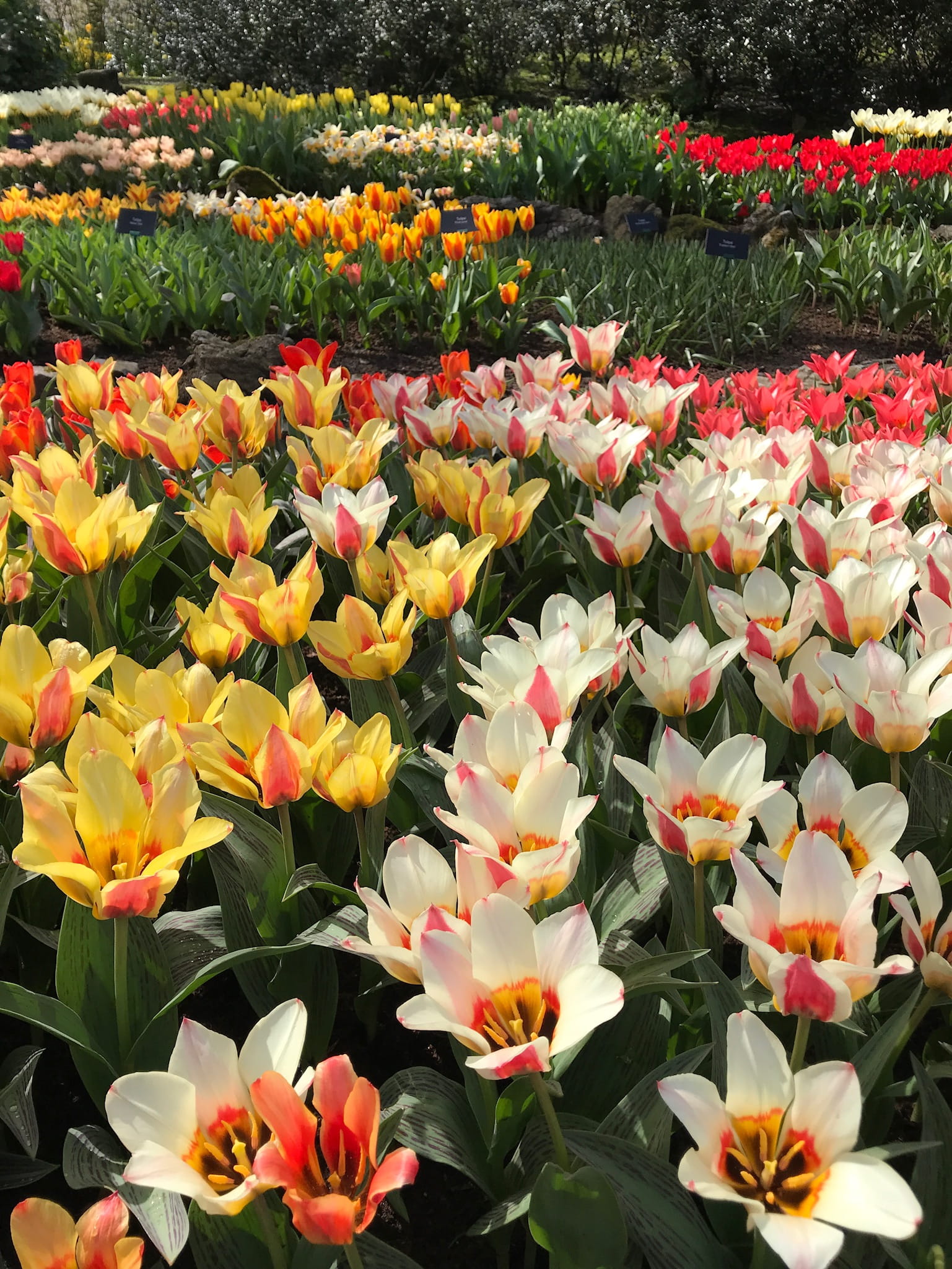 tulip, nature, petal, plant, no people, flower, day, vulnerability, springtime, close-up, 1080P, holland, flowering plant, outdoors, freshness, inflorescence, Phone HD Wallpaper