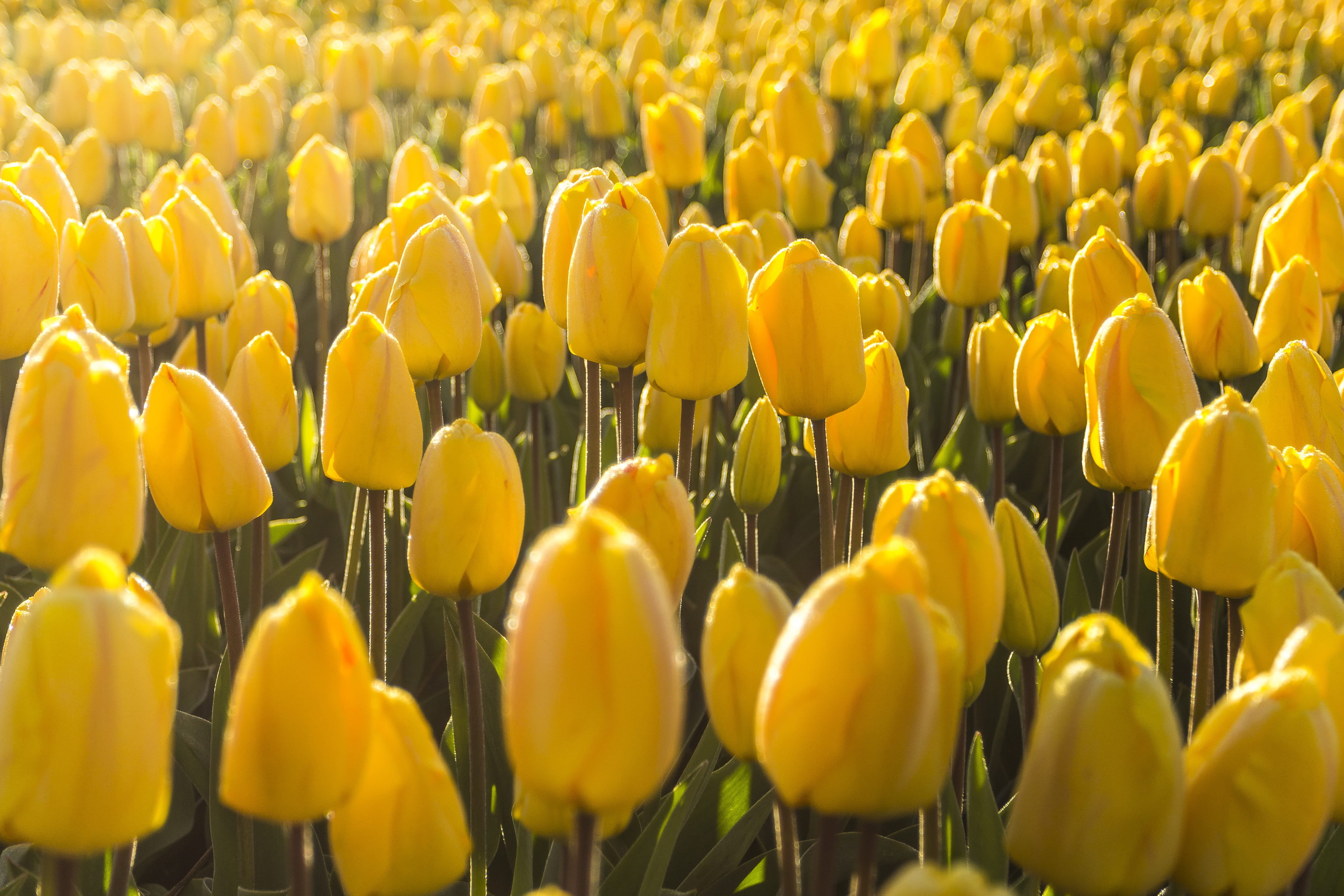 horticulture, morning, close-up, spring, lisse, bulb fields, agriculture, backgrounds, vulnerability, ornamental garden, beauty in nature, flowerbed, netherlands, HD Wallpaper