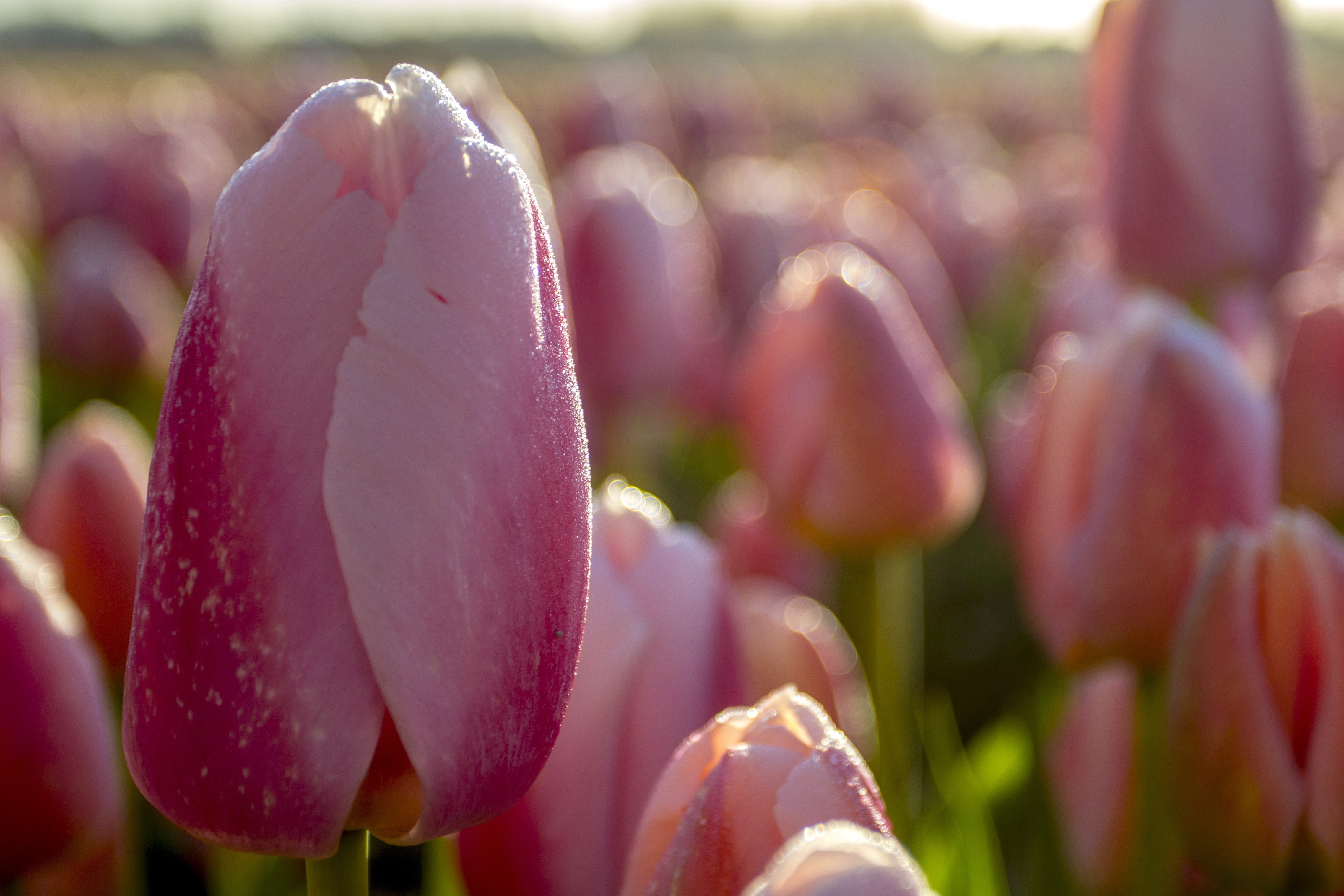 color, pink color, no people, bulb netherlands, selective focus, outdoors, fragility, gardening, vulnerability, plant, petal, purity, close-up, drop, flowerbed, HD Wallpaper
