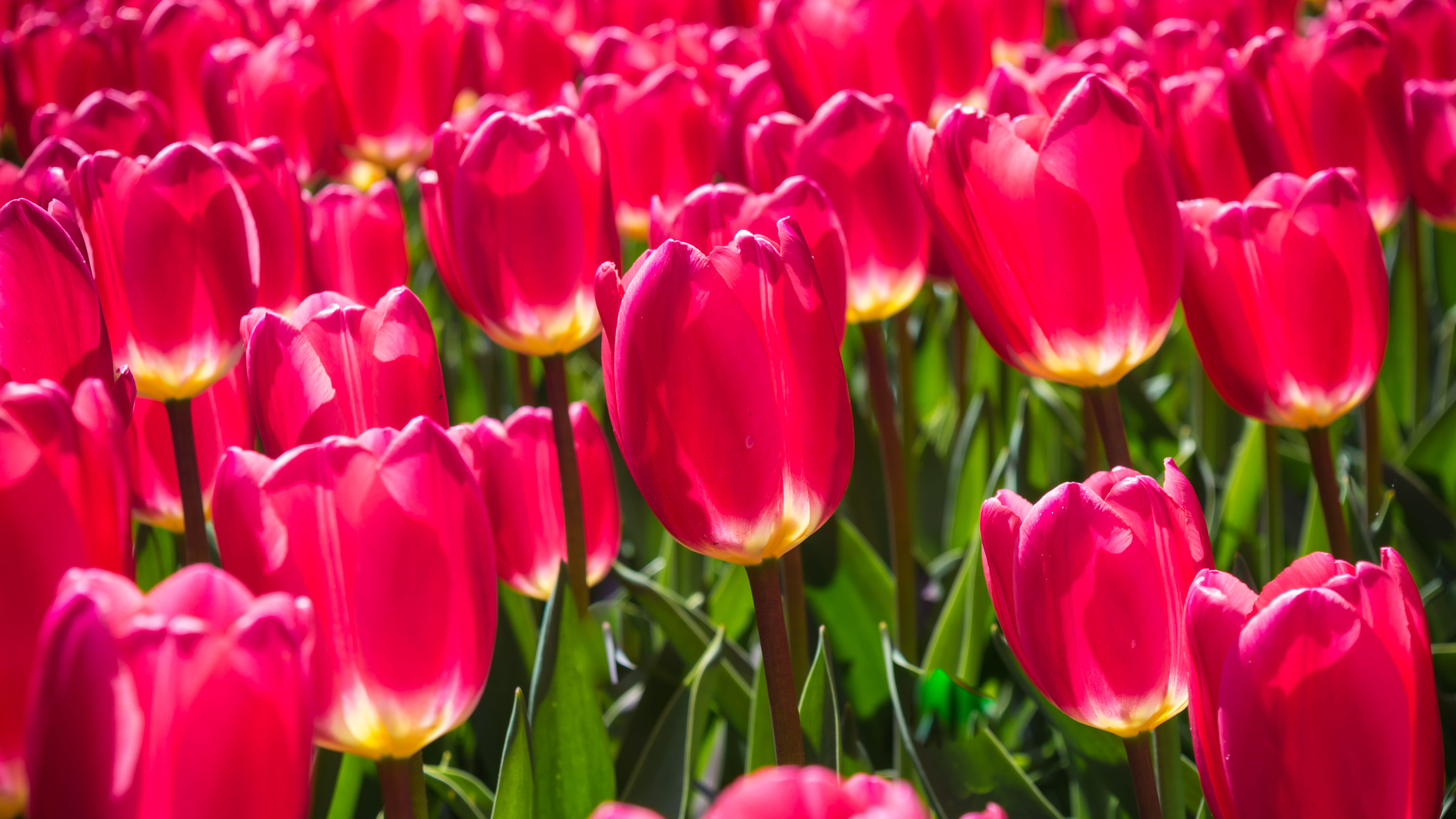 fragility, vulnerability, field, full frame, inflorescence, growth, garden, netherlands, red, flowerbed, amsterdam, backgrounds, holland, tulip, no people, HD Wallpaper