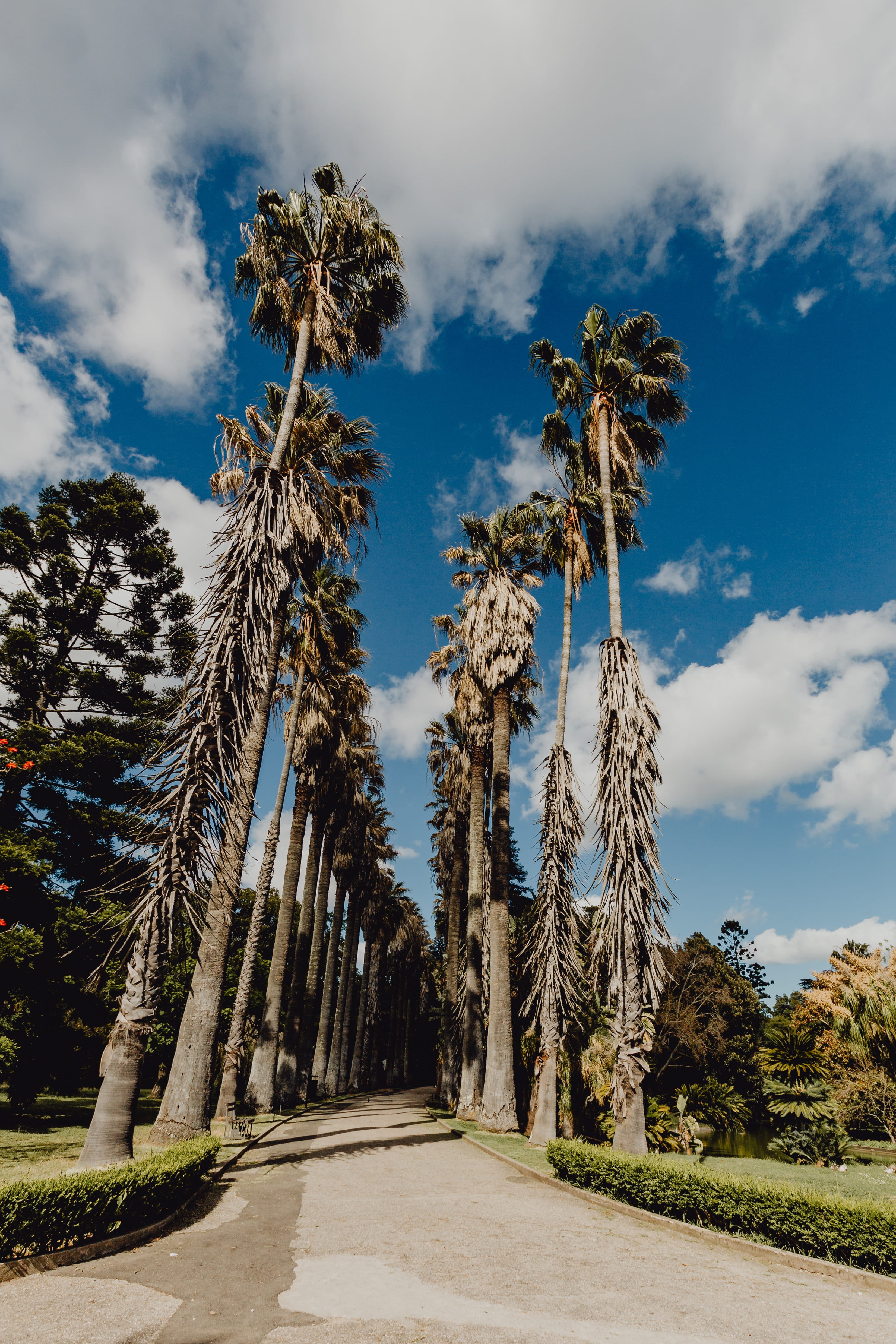 direction, lisbon, growth, tree, portugal, tall - high, 4K, lisboa, plant, scenics - nature, palms, no people, land, trees, belem, coconut palm tree, tranquility, Phone HD Wallpaper