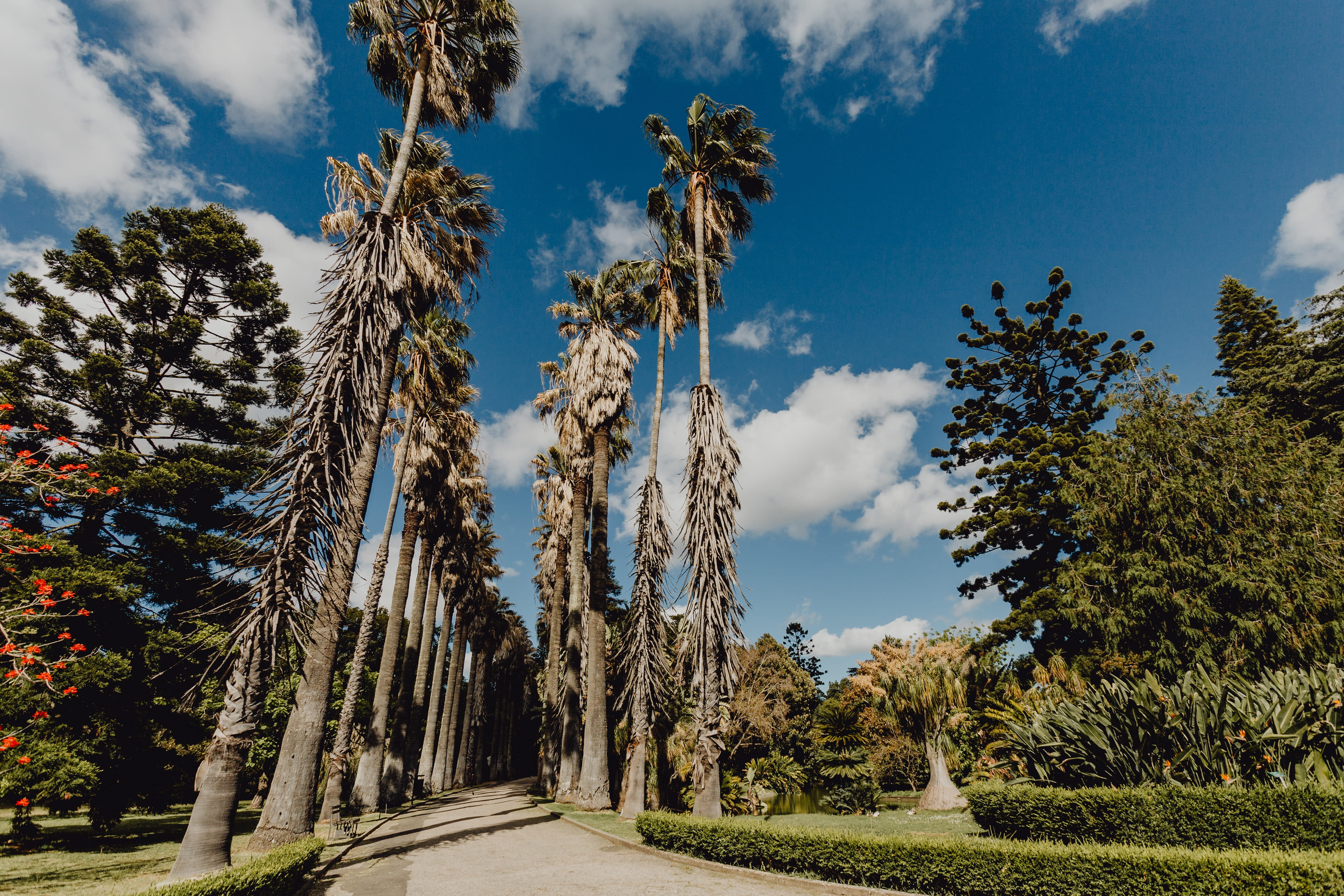 botanical, treelined, portugal, pine tree, tall - high, sky, lisboa, cloud - sky, palms, nature, garden, tree, tree trunk, park, pine woodland, exotic, HD Wallpaper