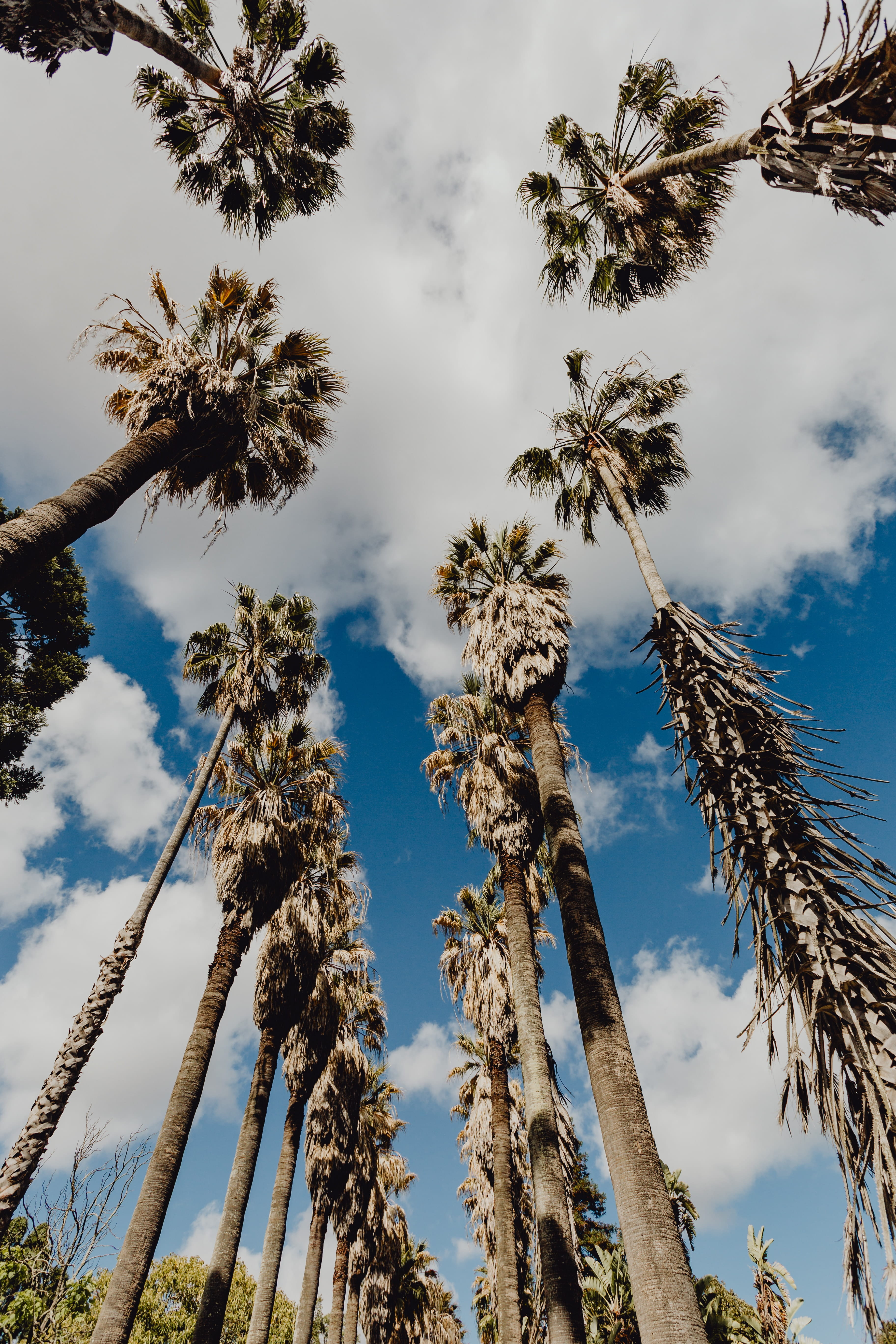 tranquil scene, scenics - nature, cloud - sky, tropical, tall - high, lisbon, coconut palm tree, tree trunk, exotic, garden, Europe, tree, beauty in nature, Phone HD Wallpaper