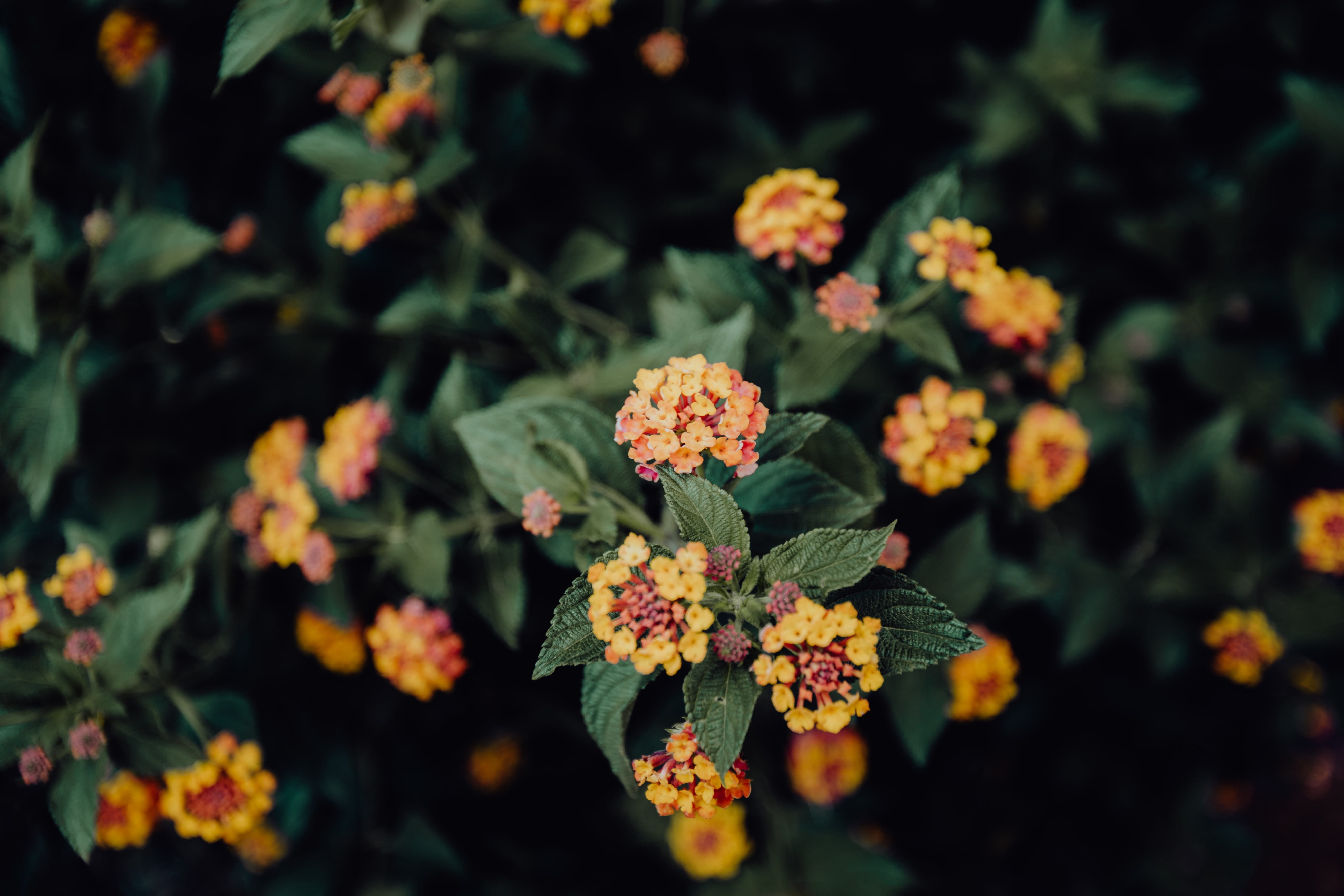 botany, close-up, lantana, flower, no people, portugal, Europe, botanical garden, plant part, flowering plant, palms, nature, tropical, flower head, growth, HD Wallpaper