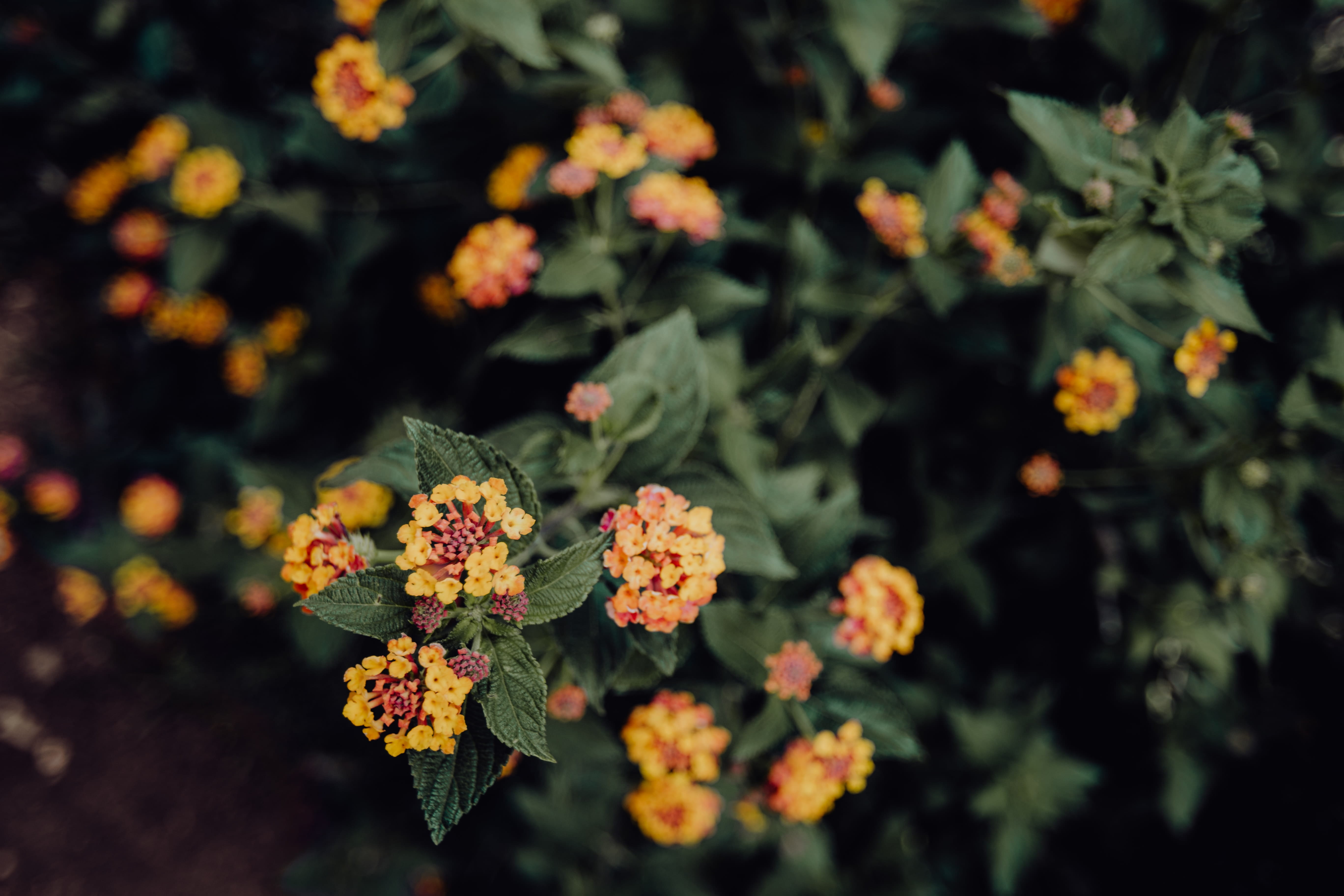 park, plant, no people, outdoors, medicine, biology, 5K, flowering plant, healthcare and medicine, nature reserve, nature, palms, food and drink, botany, HD Wallpaper