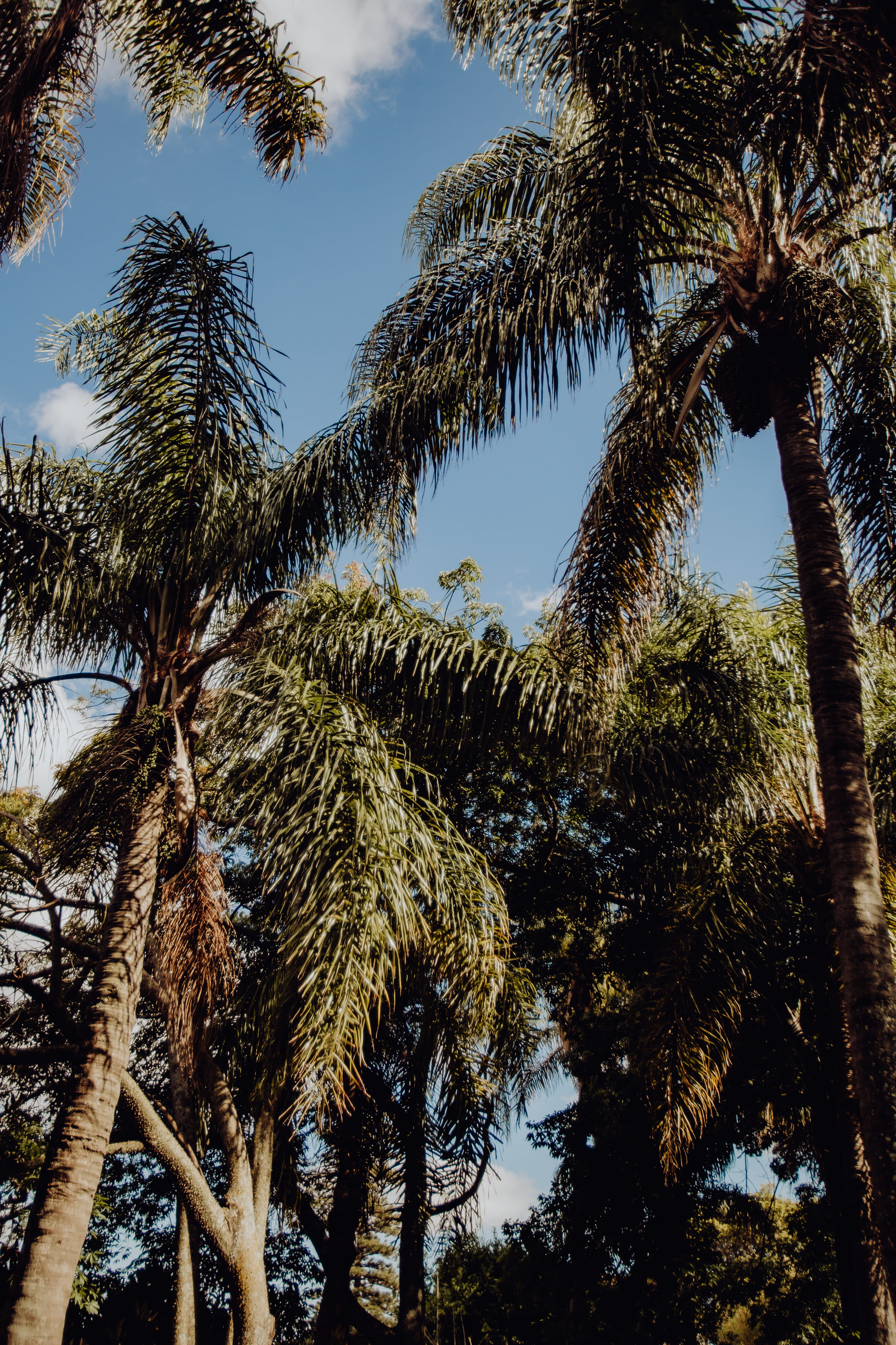 low angle view, nature, tree, palm tree, sunlight, belem, no people, day, tropical, outdoors, botanical, exotic, trunk, lisbon, tall - high, botany, portugal, Phone HD Wallpaper