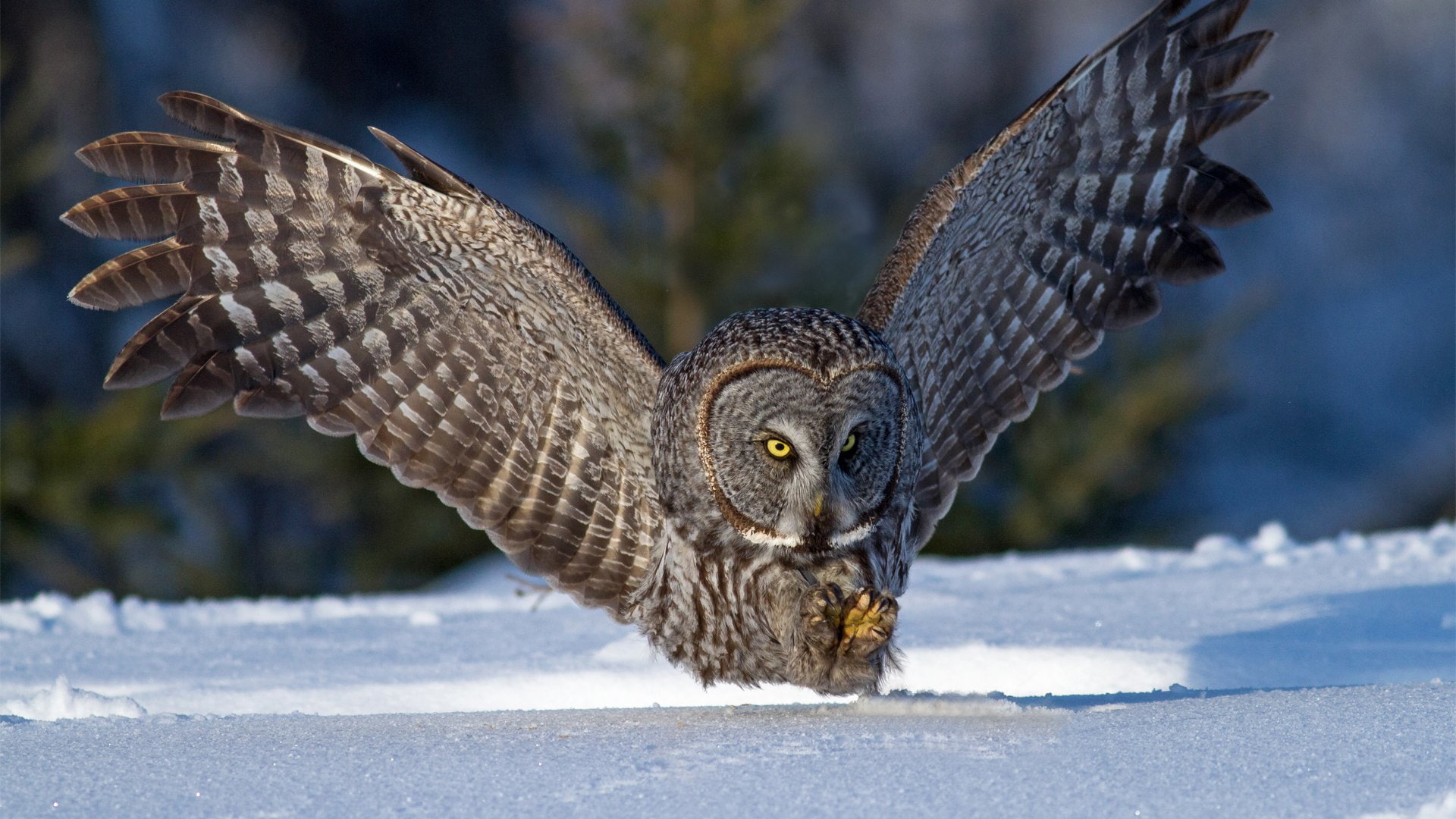 buho-real-ave-animal-naturaleza-nieve, 1080P, HD Wallpaper
