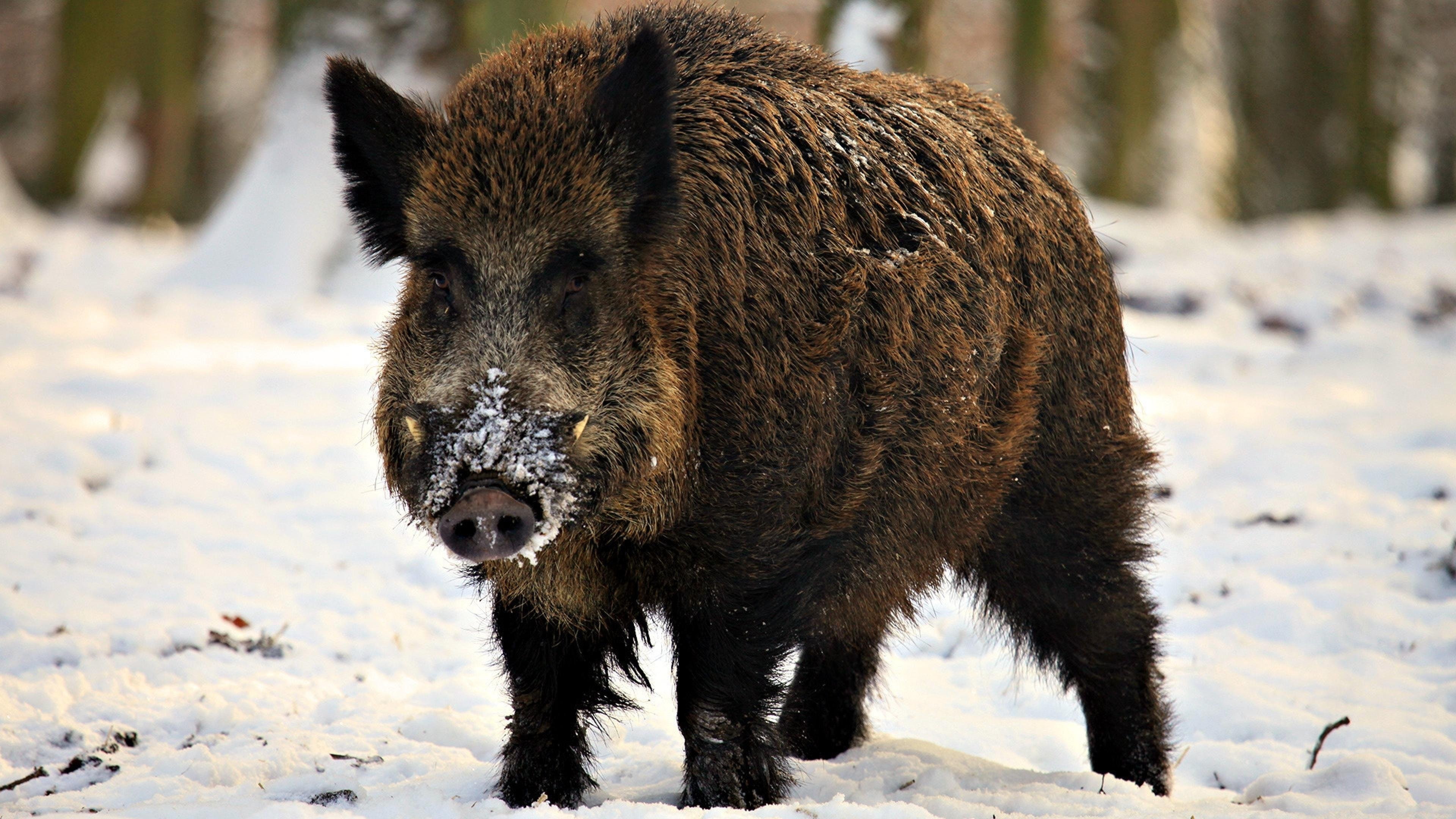 one animal, vertebrate, mammal, Jabali, winter, animal themes, snow, nature, outdoors, land, animal wildlife, Mamifero, 4K, Porcino, cold temperature, HD Wallpaper
