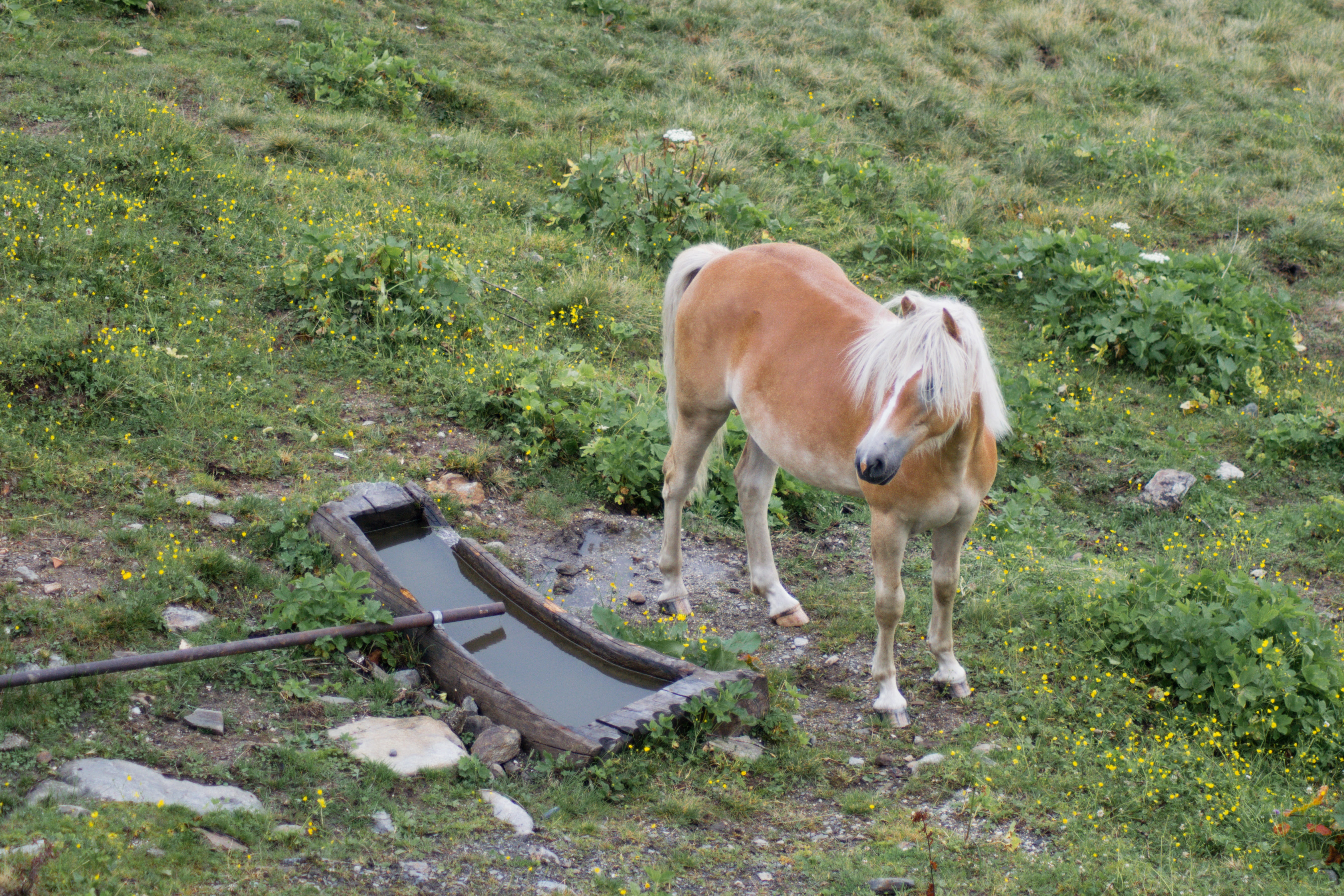 outdoors, no people, one animal, vertebrate, animal wildlife, horse, grass, workhorse, 5K, livestock, haflinger, day, land, coupling, domestic, idyllic, HD Wallpaper