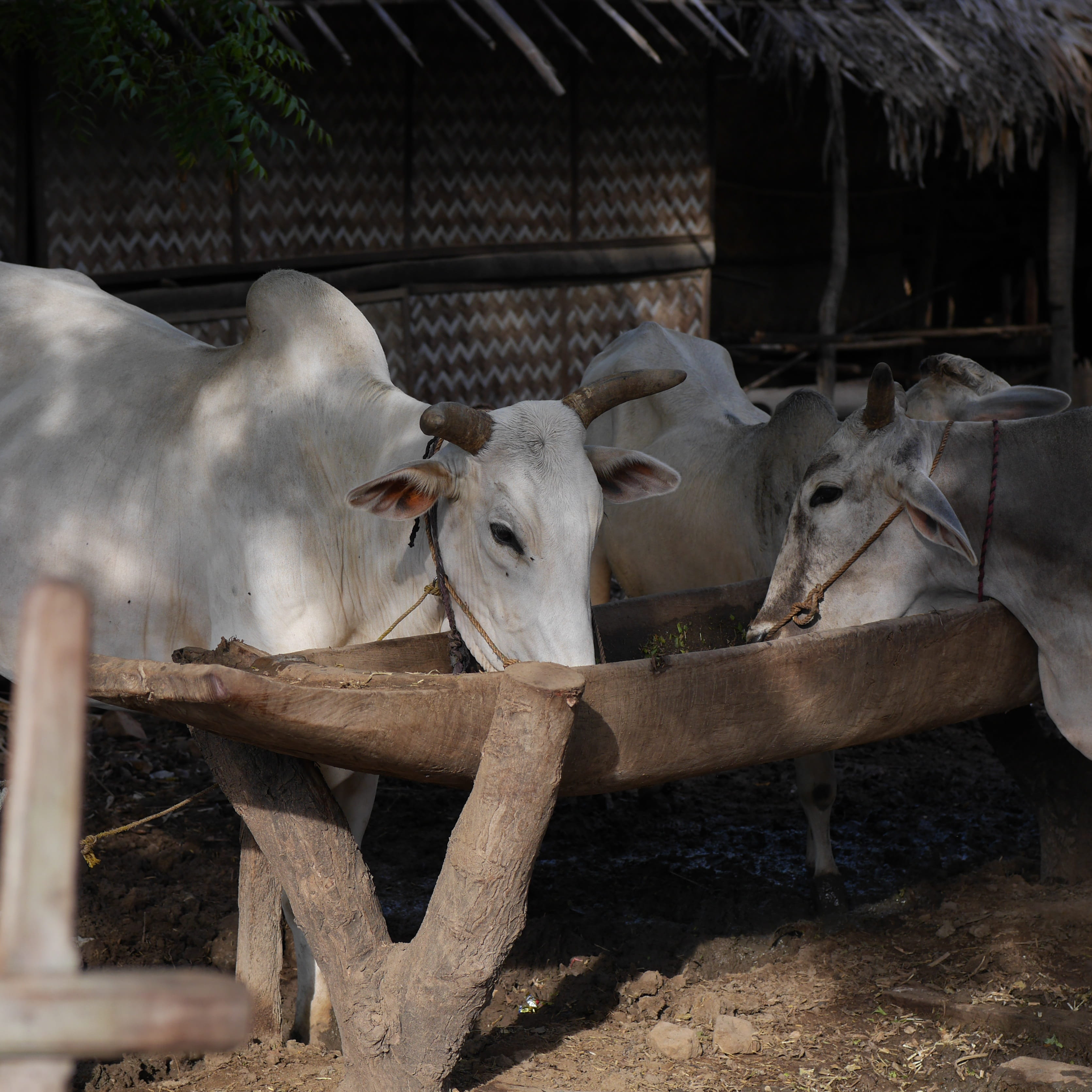 farm, Potions, Myanmar, nature, vertebrate, mammal, domestic, cattle, no people, day, pets, herbivorous, domestic animals, agriculture, animal head, animal wildlife, Phone HD Wallpaper