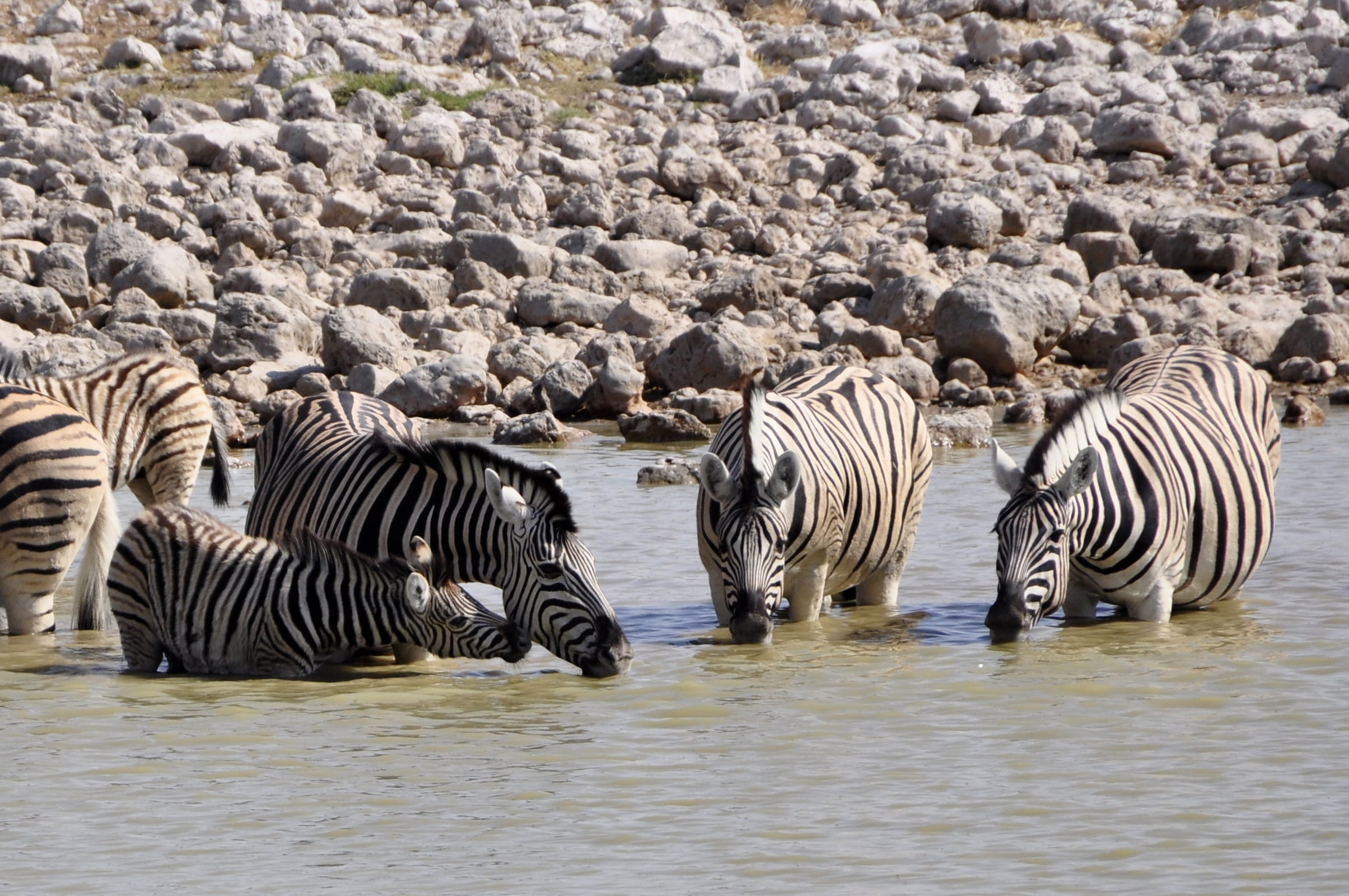 africa, serengeti National Park, natural Pattern, national Park, zebra, safari, no people, steppe, animals, plains Zebra, stones, day, etosha, herbivorous, HD Wallpaper