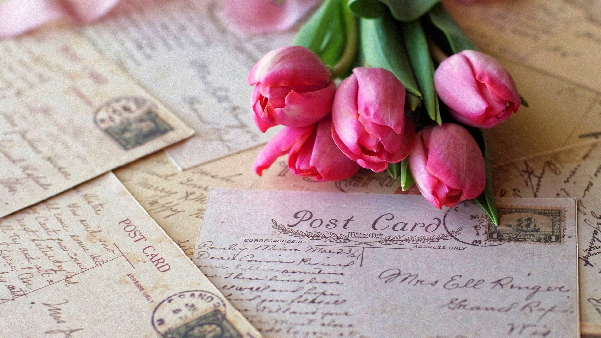 flower, western script, pink color, handwriting, text, nature, paper, rose - flower, close-up, beauty in nature, plant, indoors, photography, communication, HD Wallpaper
