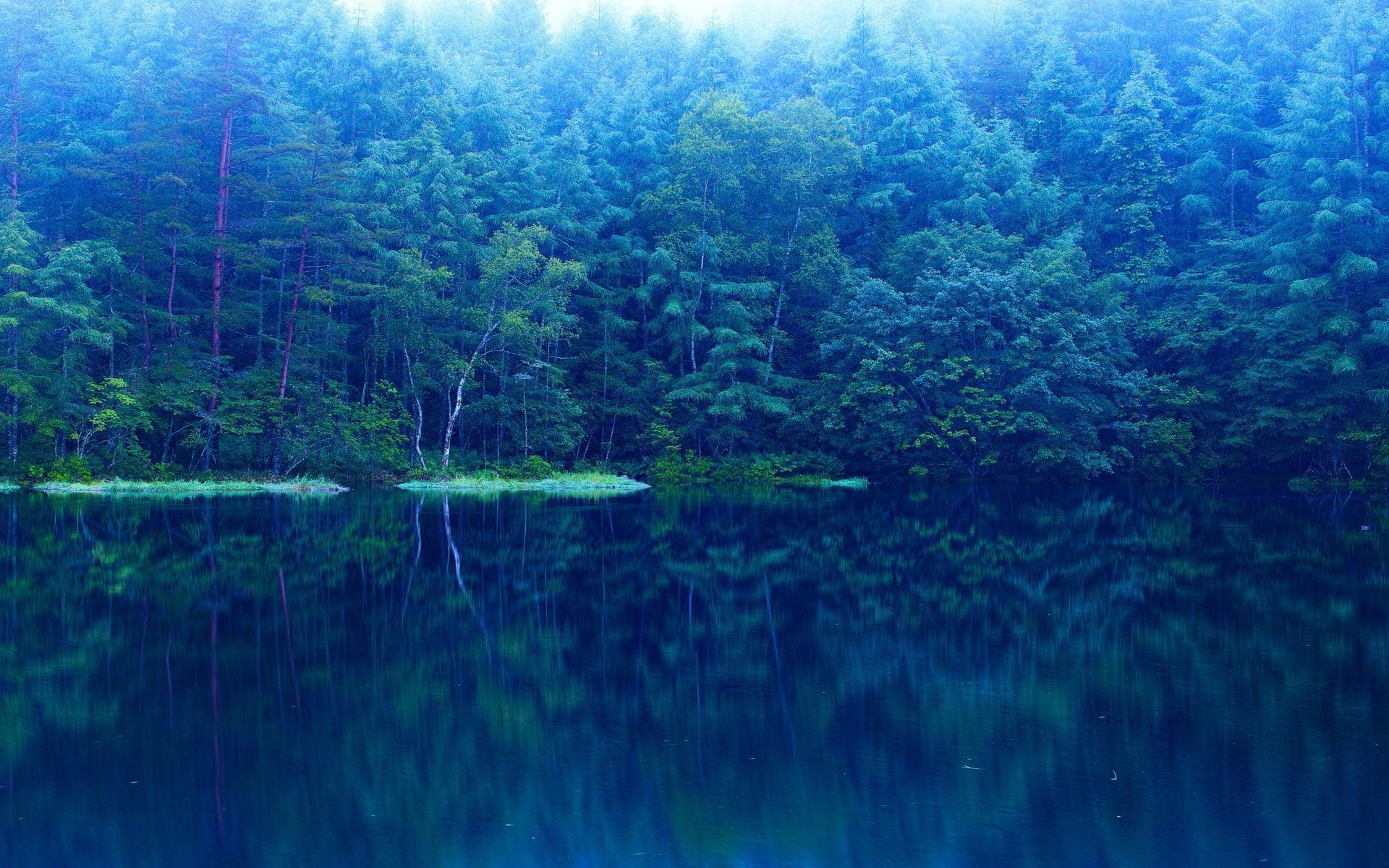 plant, green color, tranquil scene, forest, tranquility, tree, nature, outdoors, lake, leafed, beauty in nature, waterfront, mirror, reflection, water, HD Wallpaper