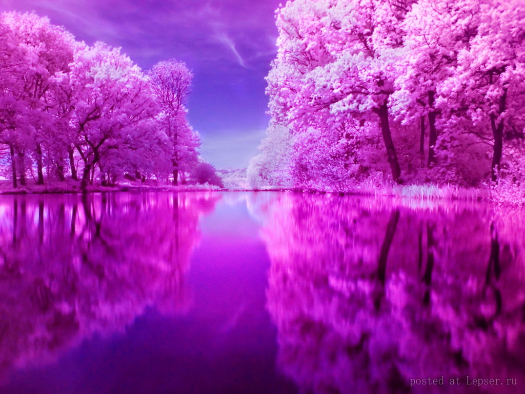 art, purple, nature, Clouds, 480P, Mirrored, hd, lake, reflection, PINK, HD Wallpaper