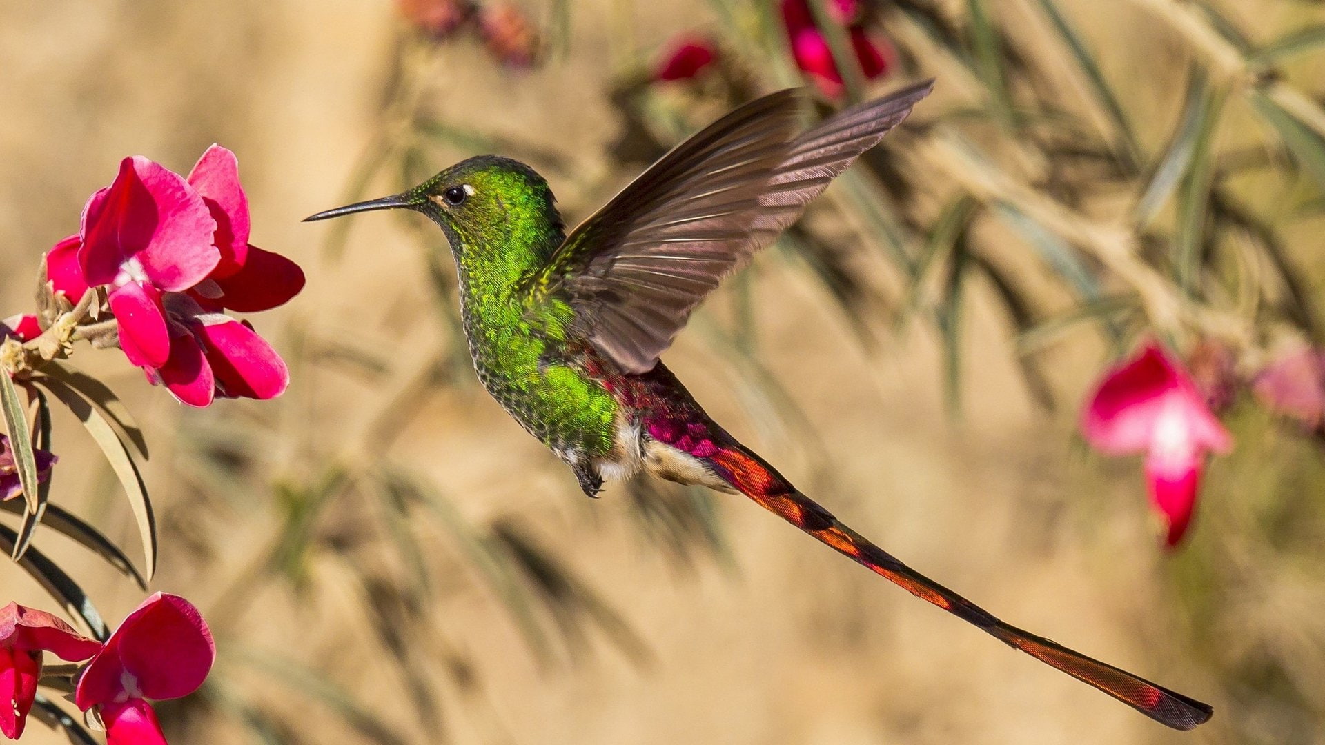 animal wildlife, spread wings, hummingbird, vertebrate, animals in the wild, flower head, flower, nature, close-up, flapping, flowering plant, beauty in nature, HD Wallpaper