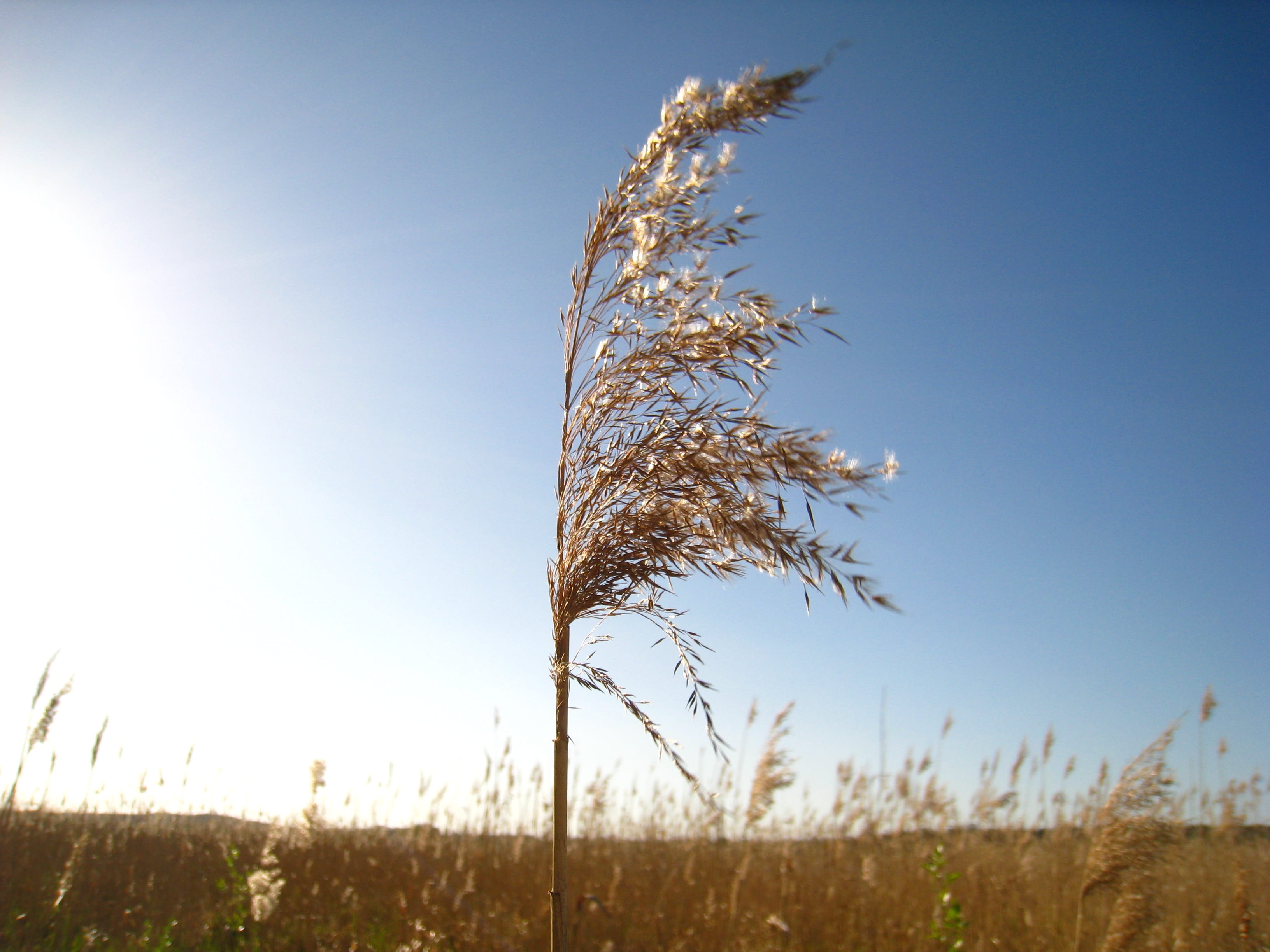 2K, lens flare, crop, Branch, field, bright, tranquility, scenic, outdoors, sea grass, tree, blue, day, clear sky, sky, meadow, Reed, cereal plant, idyll, HD Wallpaper
