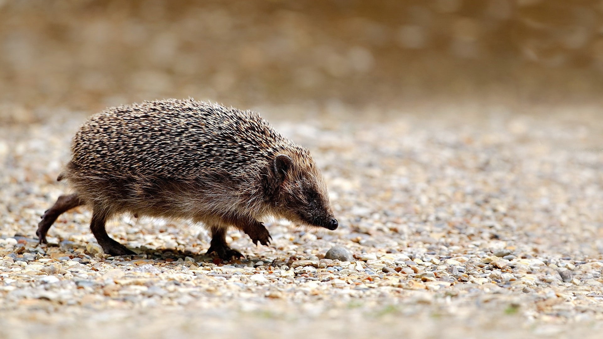 mammal, no people, vertebrate, animals, outdoors, land, animal wildlife, day, hedgehog, walking, young animal, one animal, full length, 1080P, selective focus, HD Wallpaper
