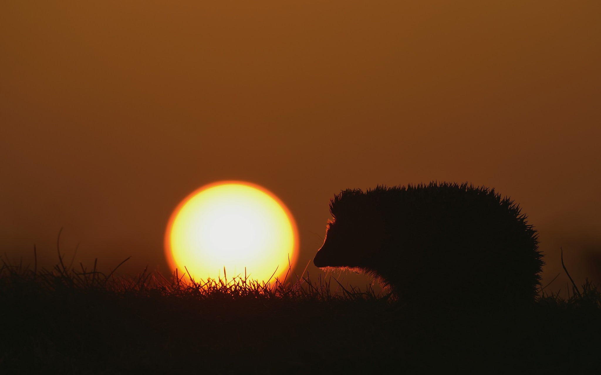no people, outdoors, sky, silhouette, scenics - nature, 1080P, orange color, circle, geometric shape, hedgehog, vertebrate, plant, animal, Sun, tranquil scene, HD Wallpaper