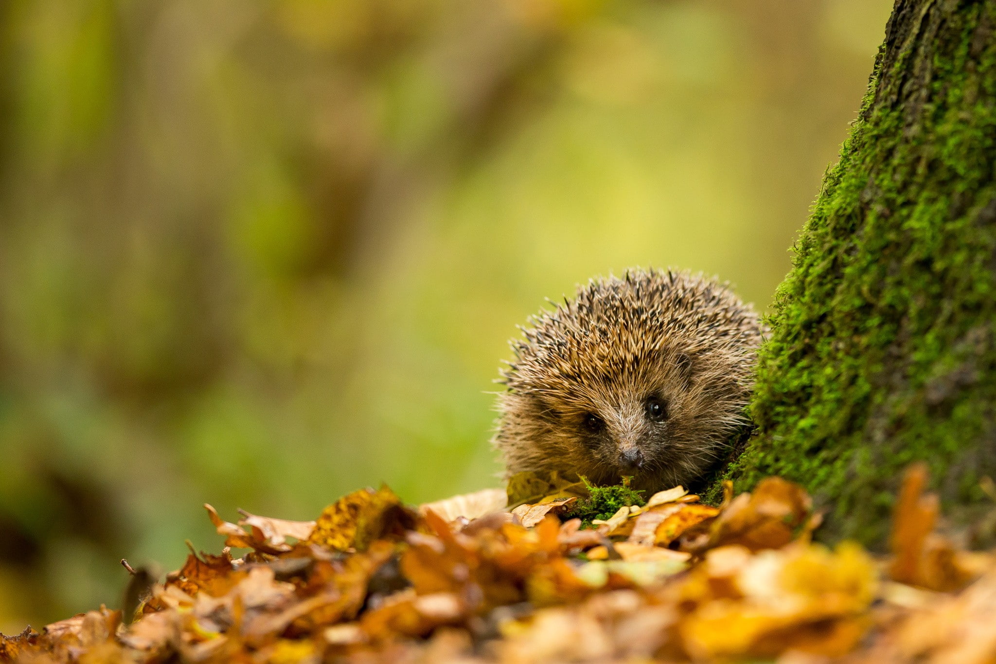 1080P, animals, hedgehog, HD Wallpaper