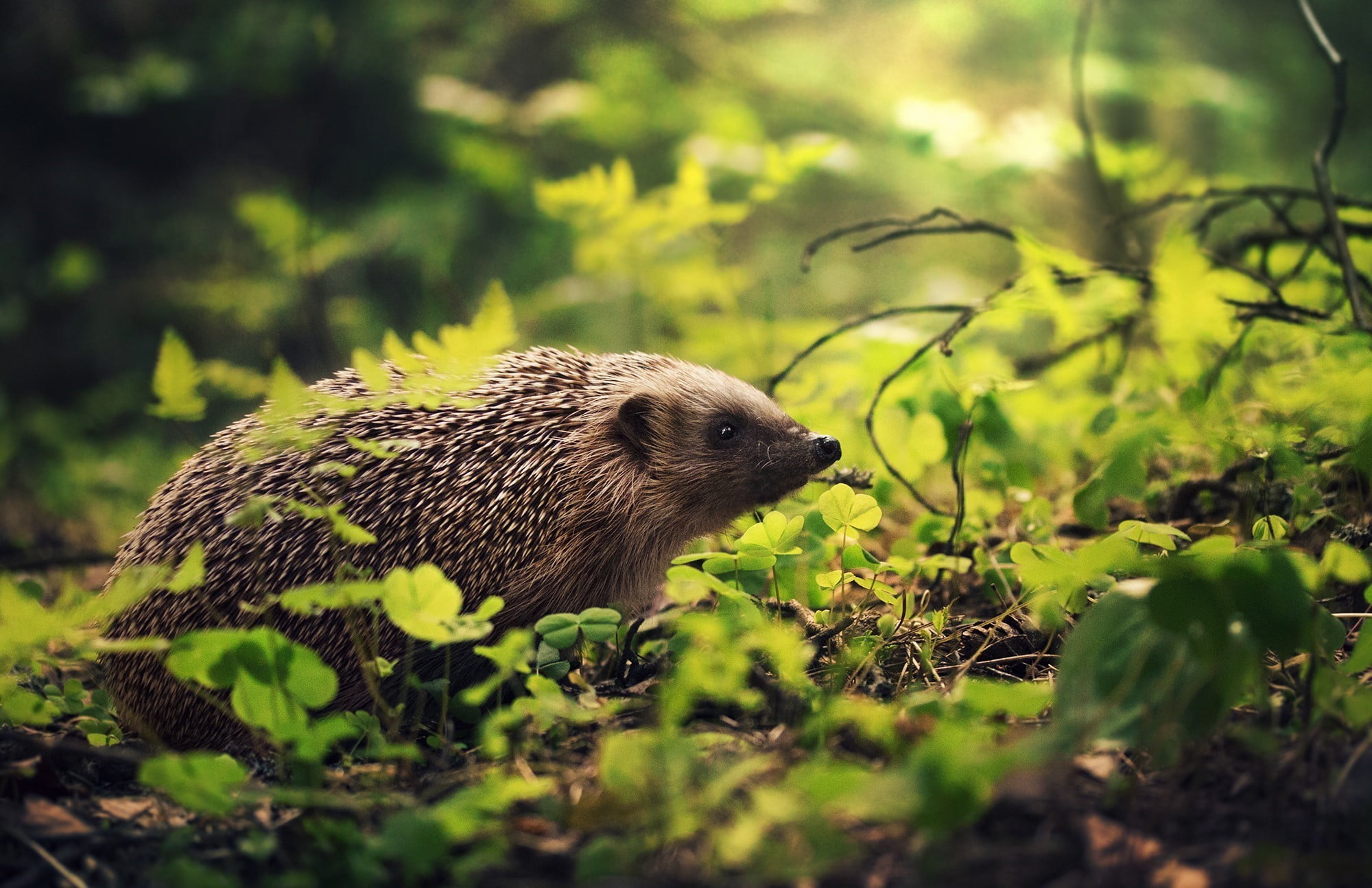 day, outdoors, nature, animal wildlife, plant part, eating, animal, mammal, field, 1080P, animals, hedgehog, land, animals in the wild, one animal, green color, HD Wallpaper