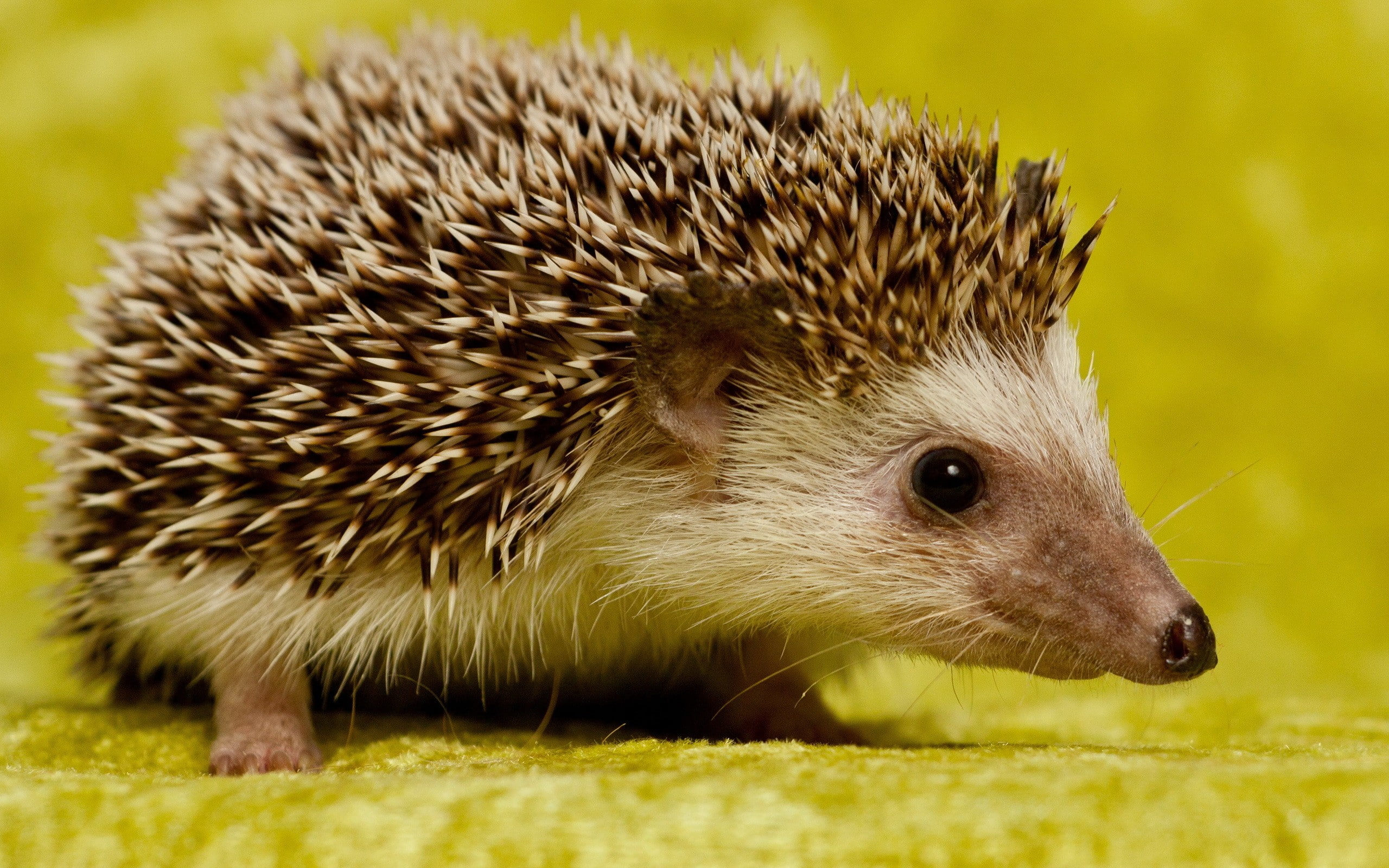 animals, hedgehog, 2K, HD Wallpaper