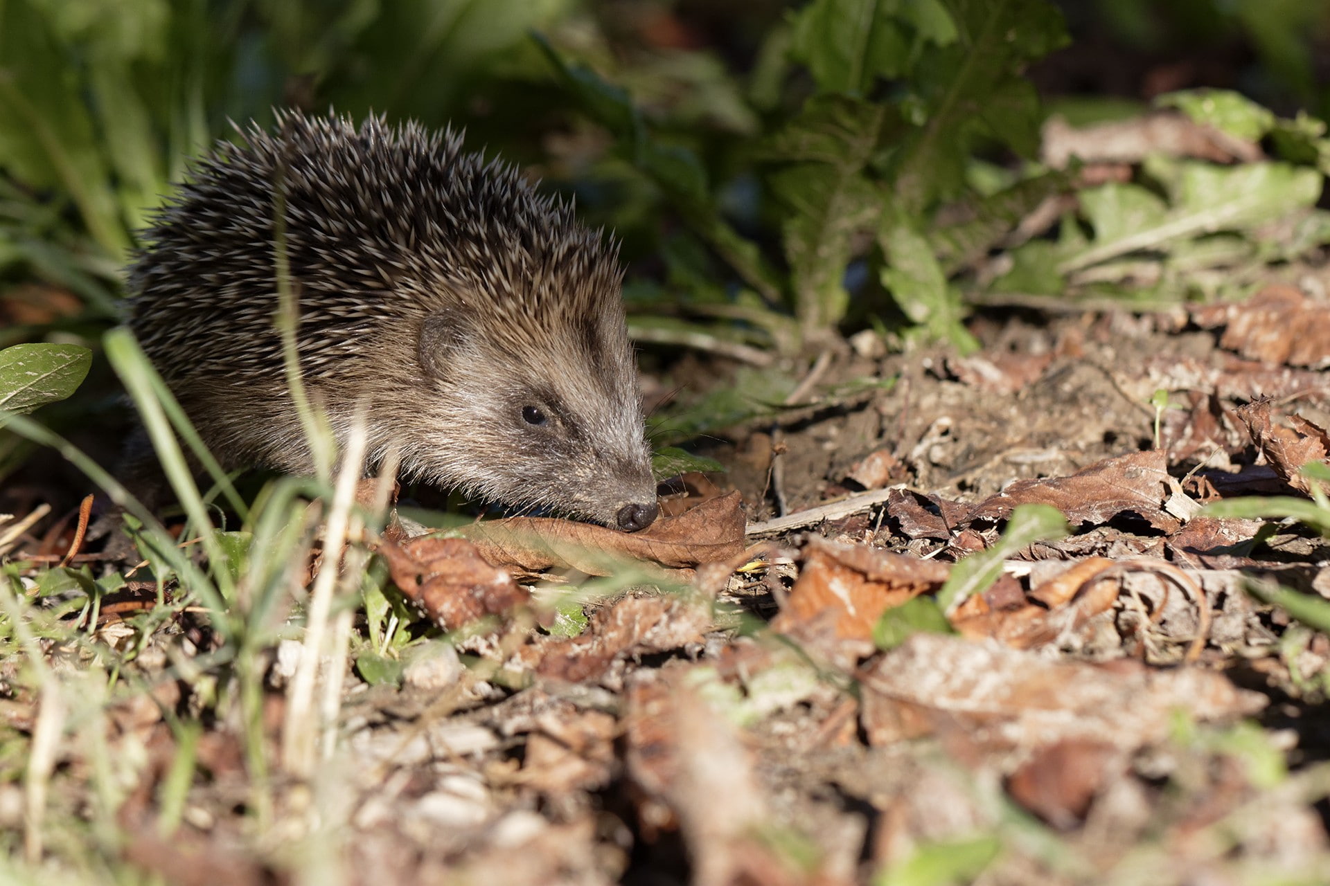 hedgehog, animals, plant, day, animal wildlife, no people, rodent, selective focus, leaf, mammal, outdoors, animals in the wild, animal themes, field, plant part, HD Wallpaper